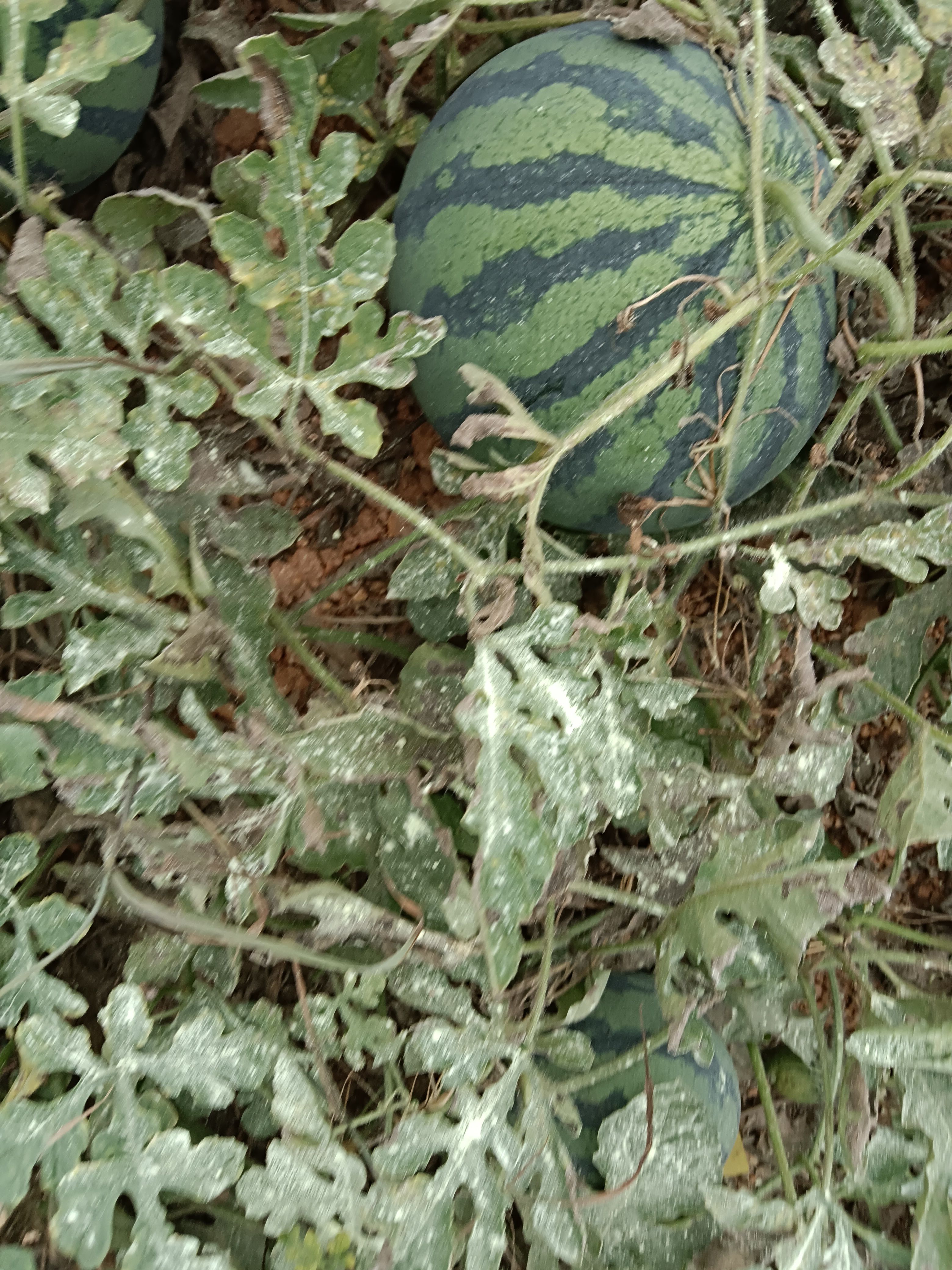 美都西瓜 嫁接美都，5斤打底，一吨起批。1.3元一公斤