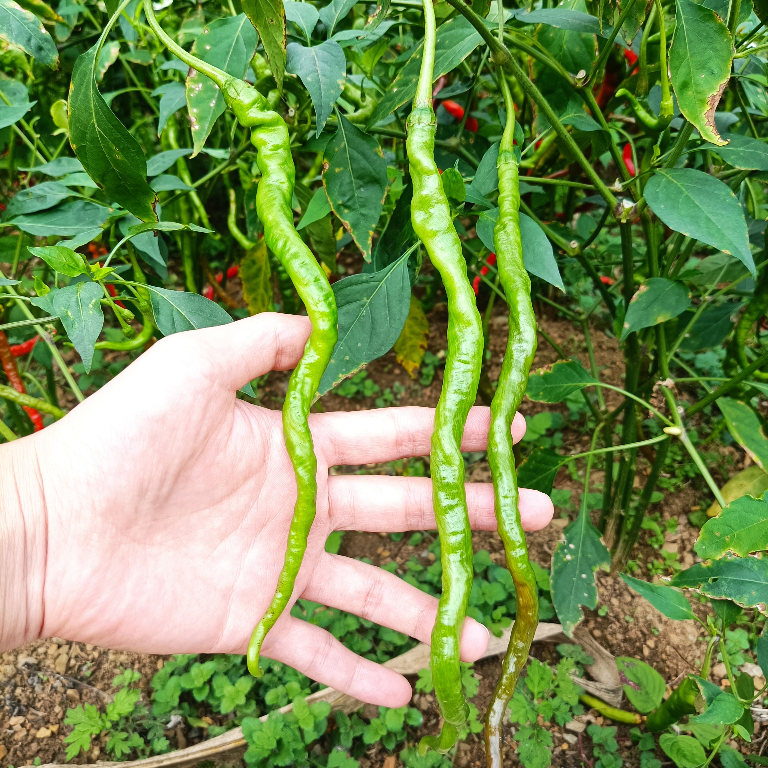 皱皮椒  贵州大方皱椒辣椒线椒种植基地批发零售