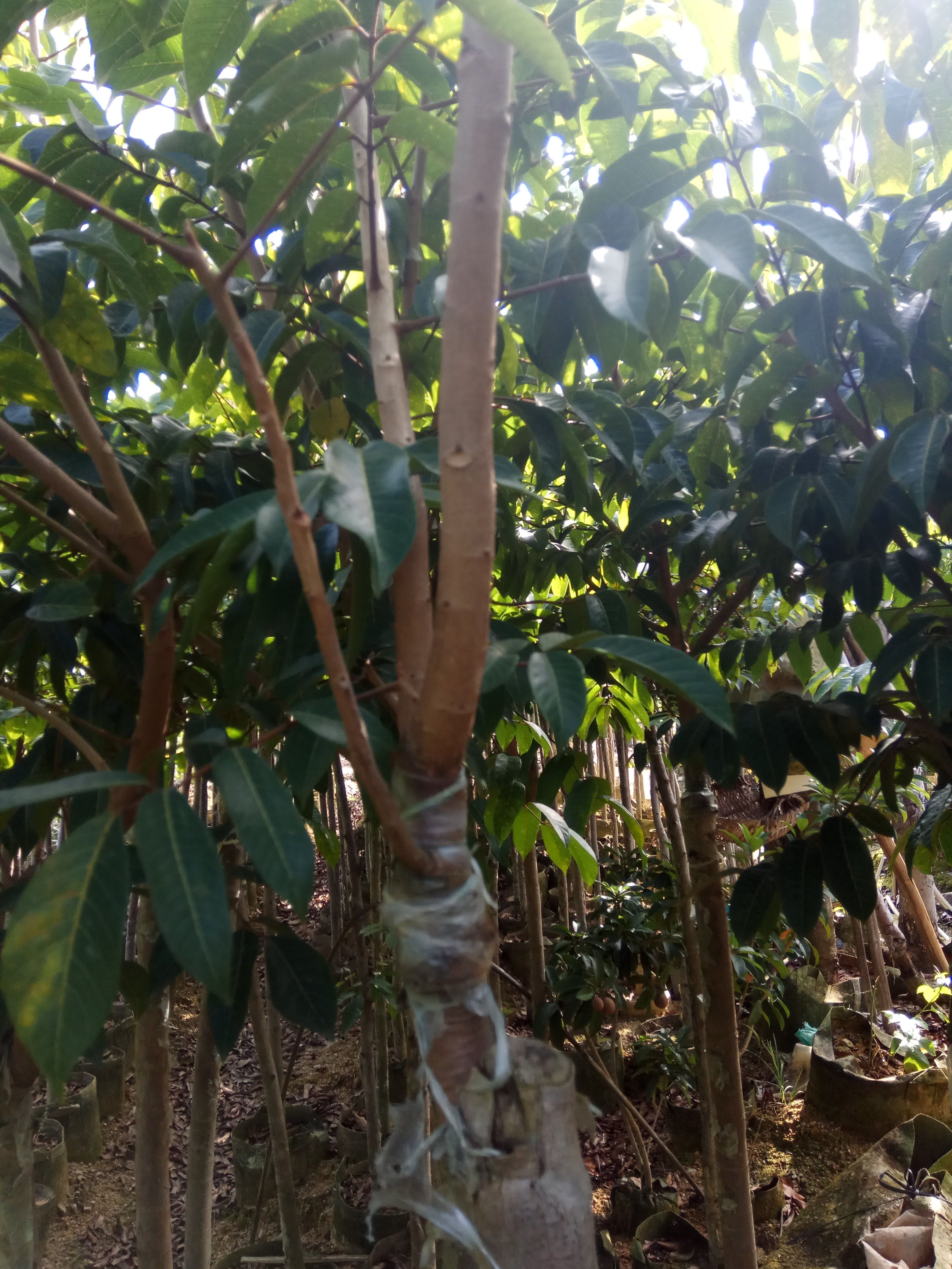 青橄榄苗  潮汕三棱橄榄乌袋白布袋