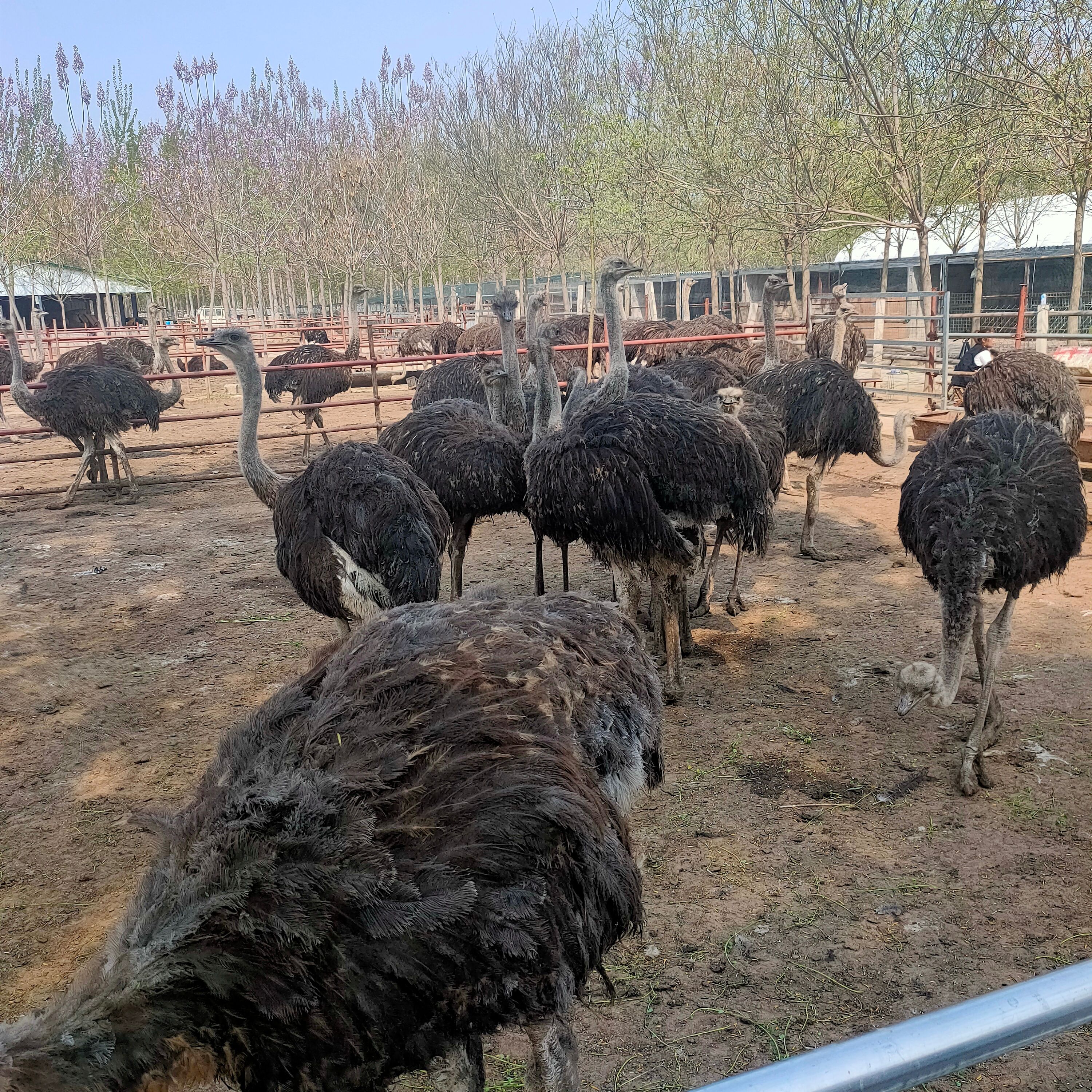 鸵鸟非洲鸵鸟苗活体自养自销三百斤下蛋成年鸸鹋包邮2021鸵鸟