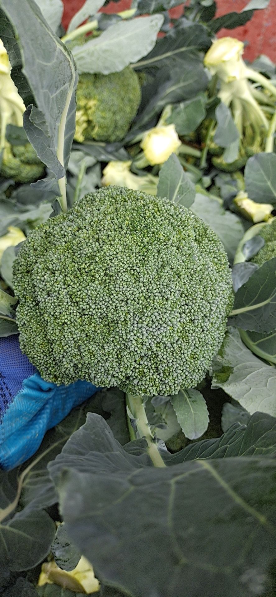 优秀西兰花 河北省张家口市沽源县 