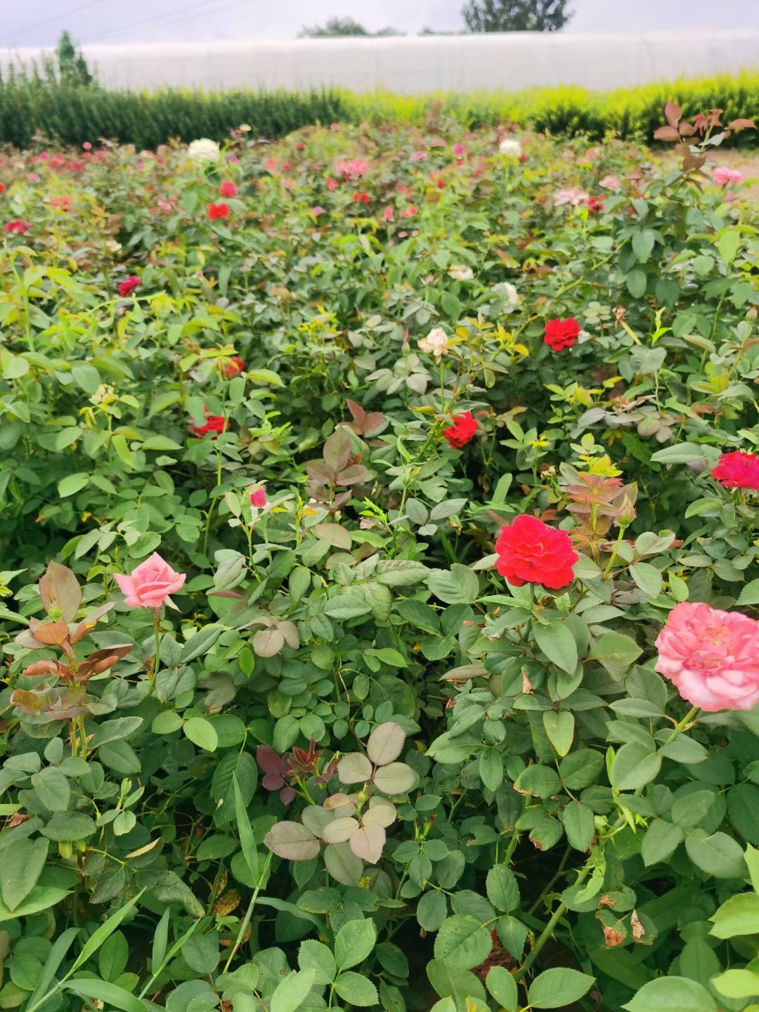 大花月季丰花月季红帽月季地被月季杯苗