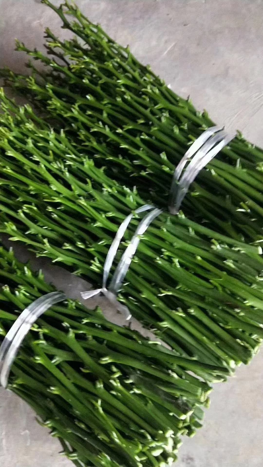 长叶香橙枝条，产地品种、放心购买。