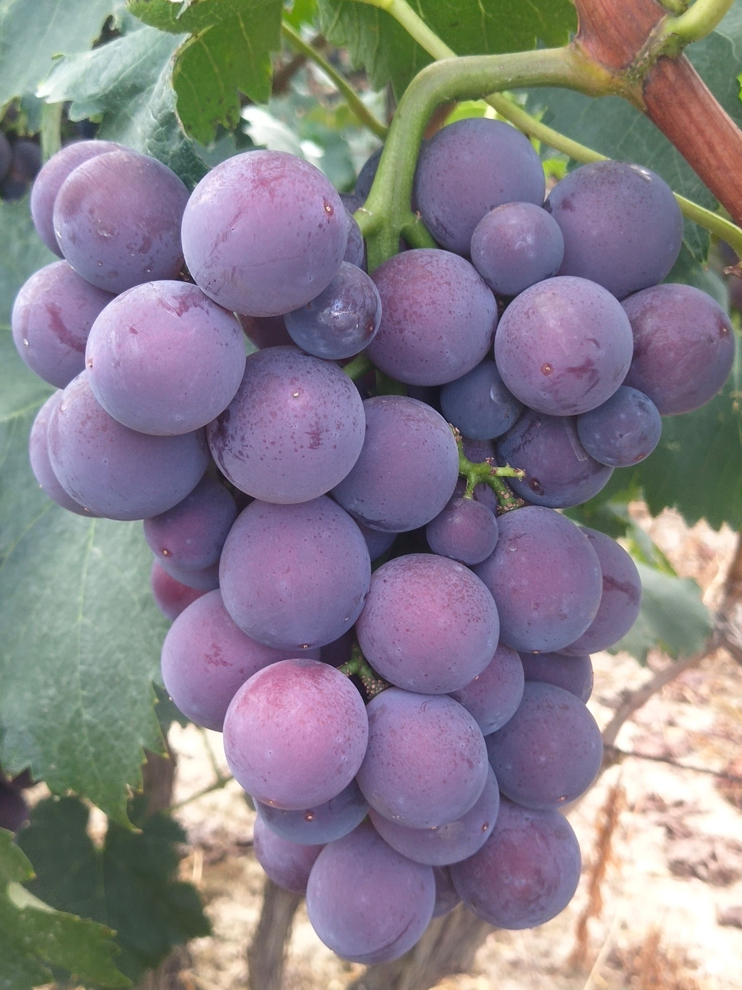 新上市头摘露天千亩果园，皮薄肉多，口感好