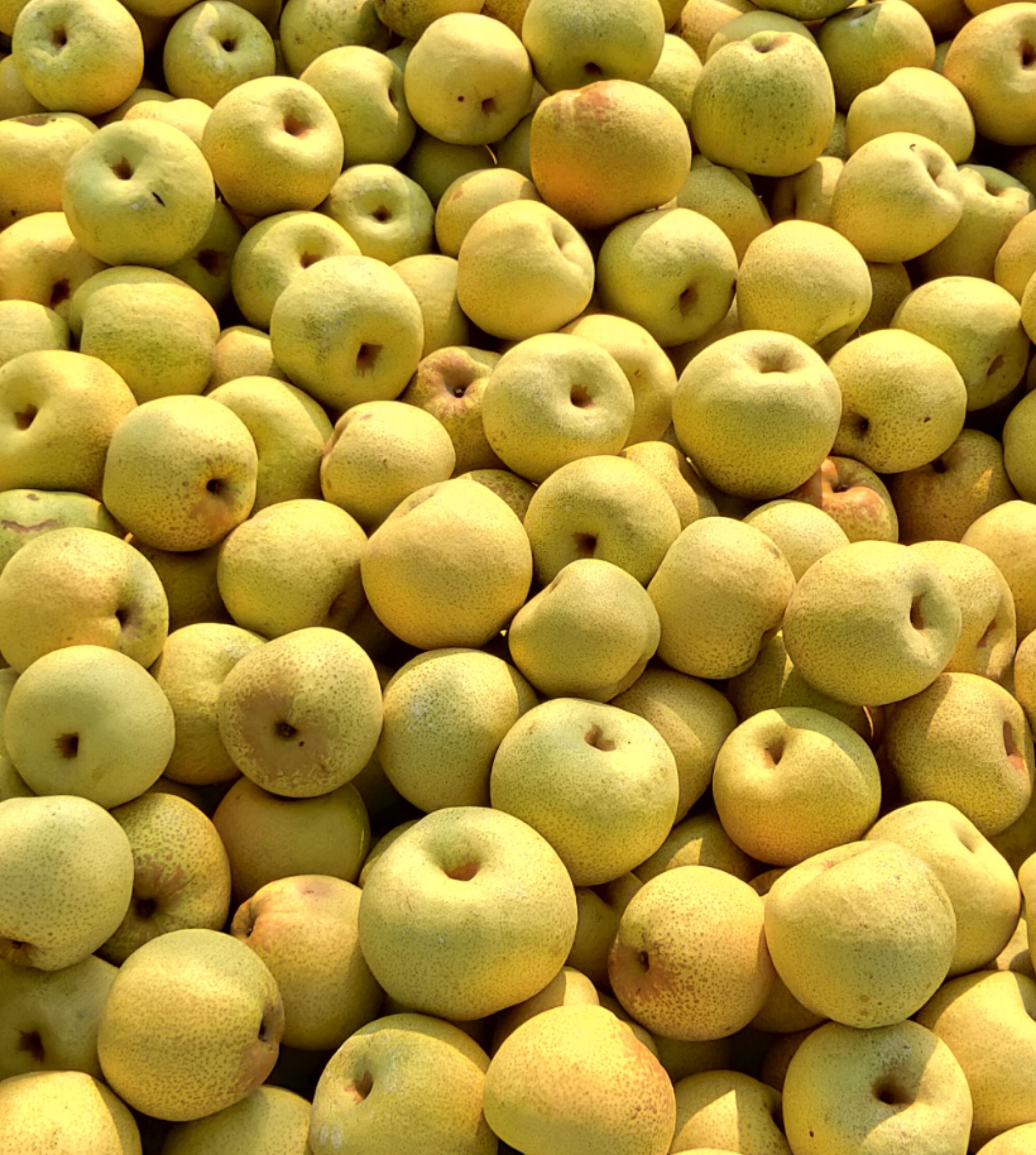 砀山酥梨 砀山梨 酥梨  全国各地发货电商一件代发 口感脆甜