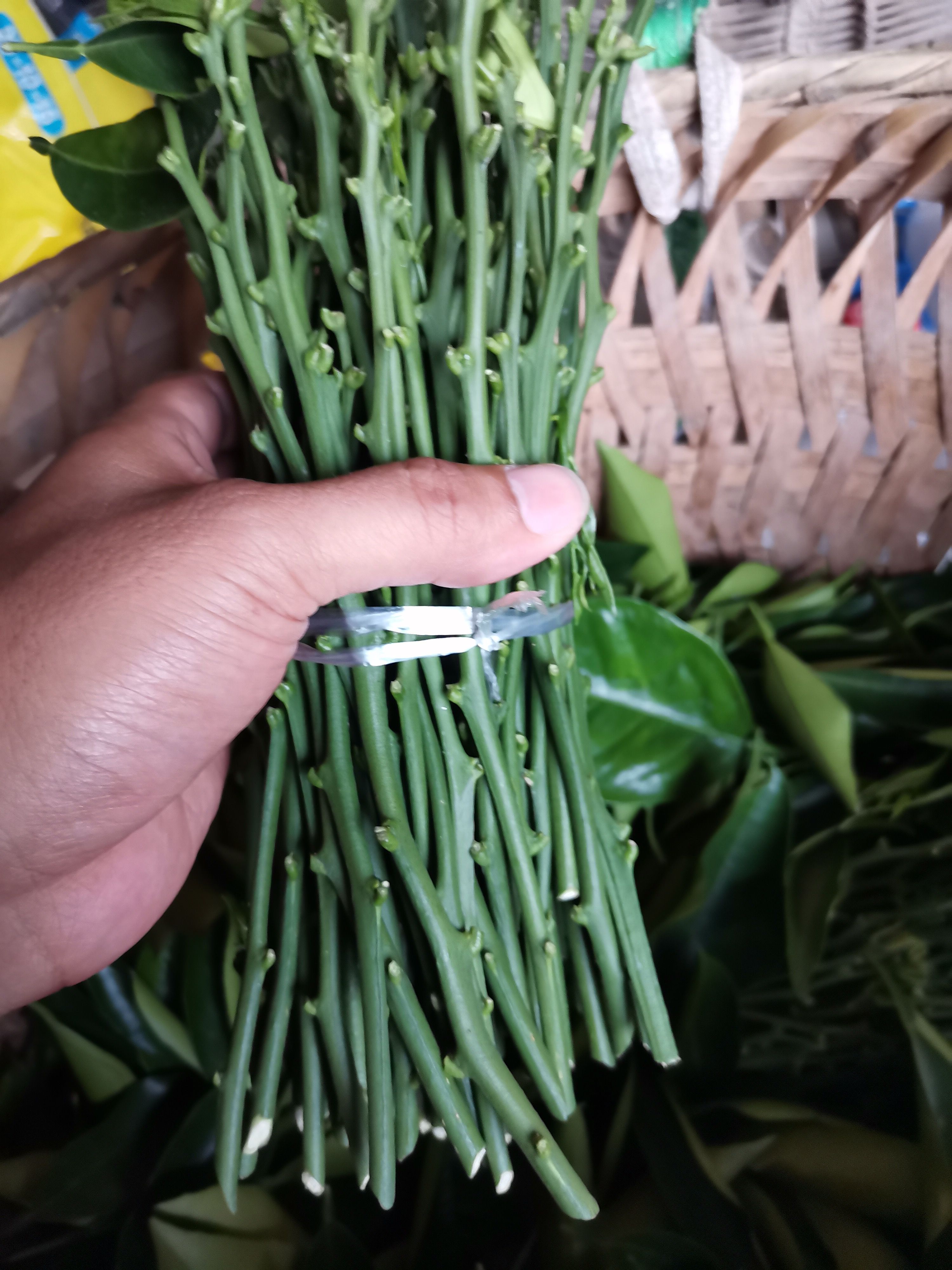 长叶香橙枝条，产地品种、放心购买。