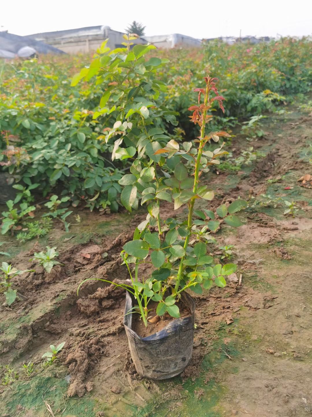 大花月季丰花月季红帽月季地被月季杯苗