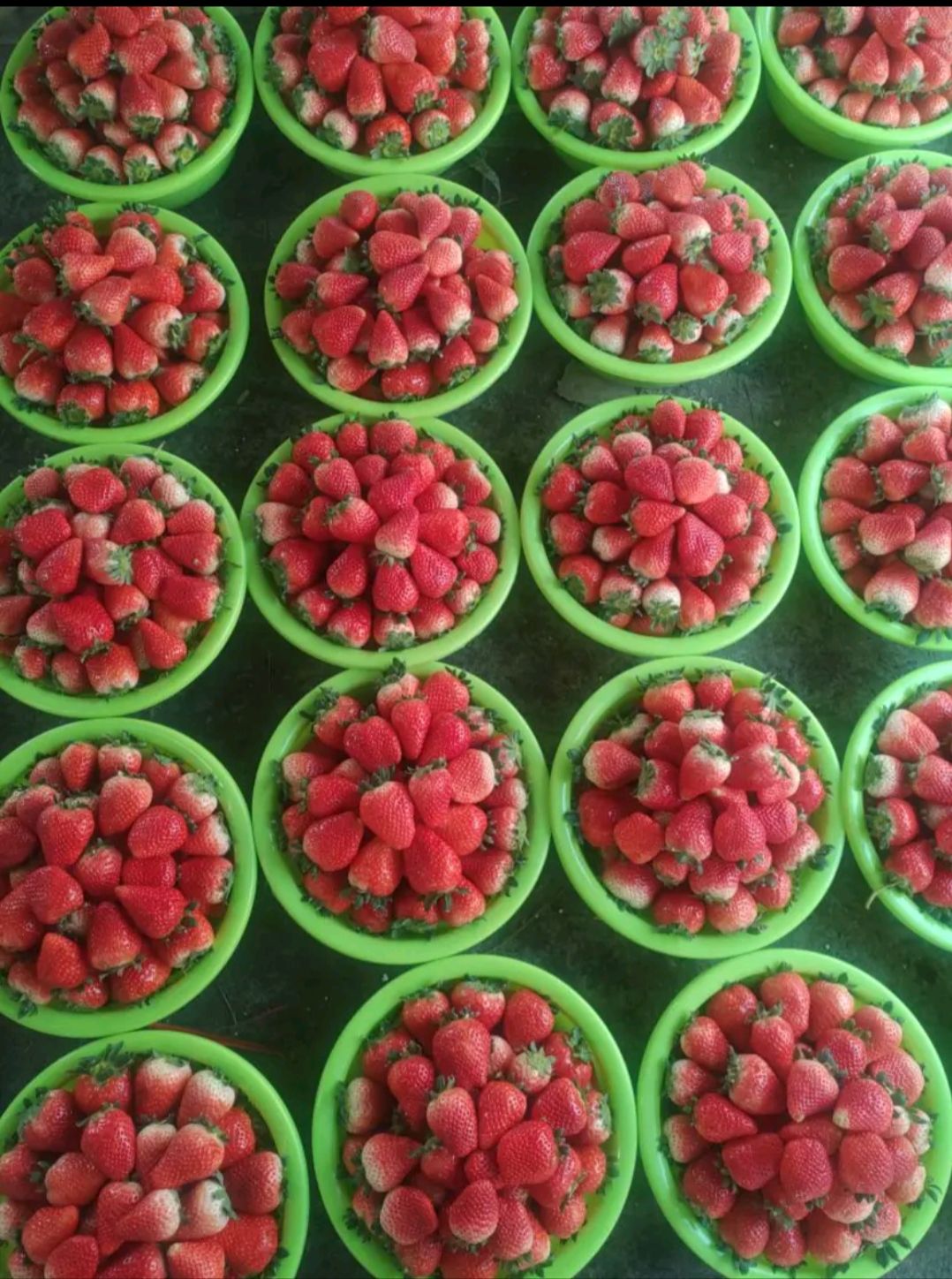 妙香草莓  江苏省徐州新鲜草莓大量供供应支持各种包装诚信合作