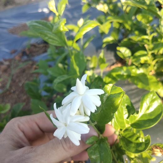 横州市重瓣笔尖  新品种笔尖茉莉