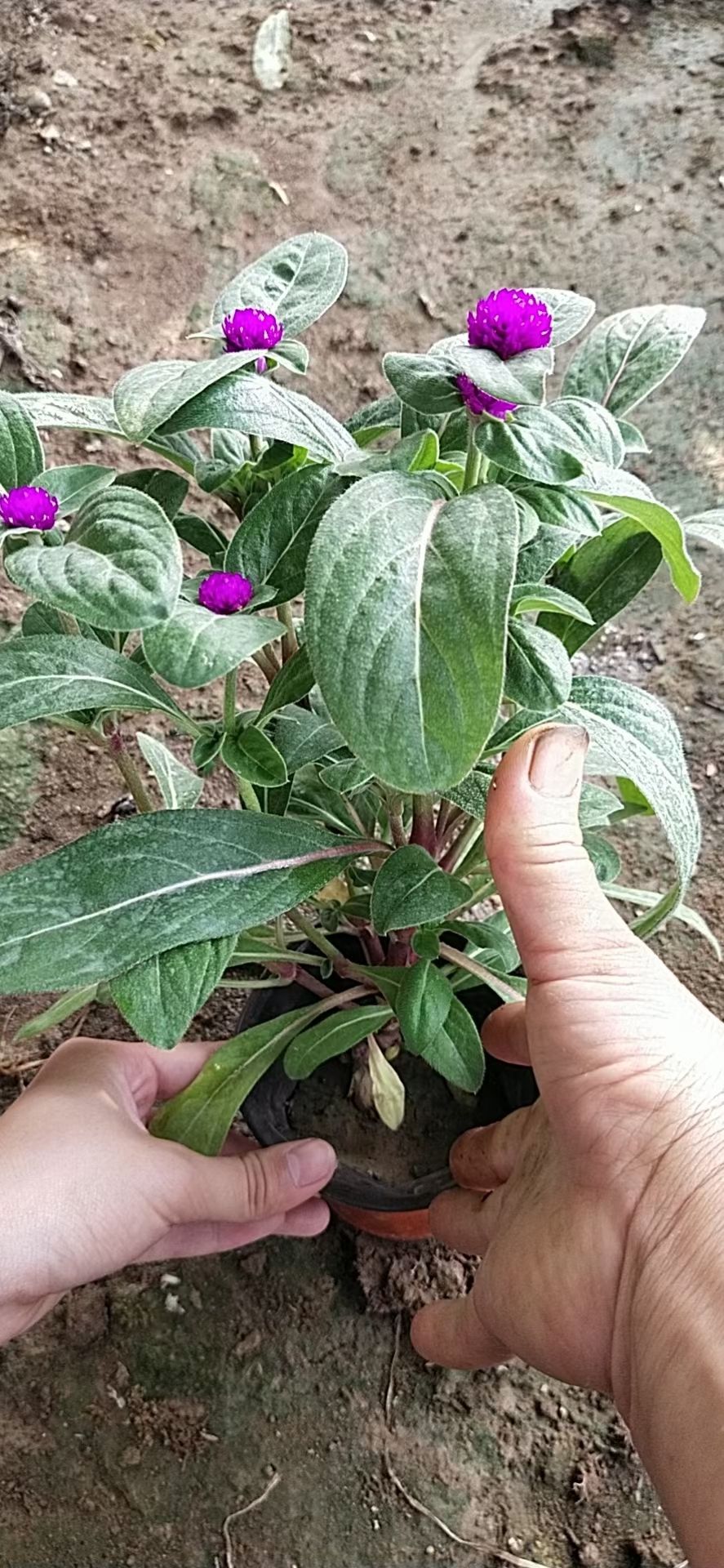 千日红花卉苗木 山东青州优质供应