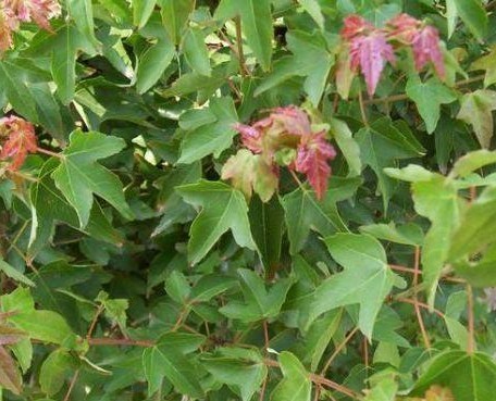  九江苗圃基地大量批发三角枫小苗，0.5－2公分三角枫小苗基地