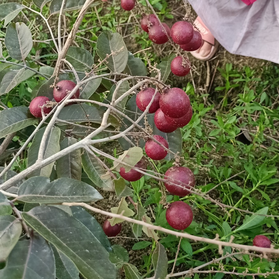 红壳龙眼苗 【品种包邮】红皮龙眼苗广西玉林高产果甜大个易挂果