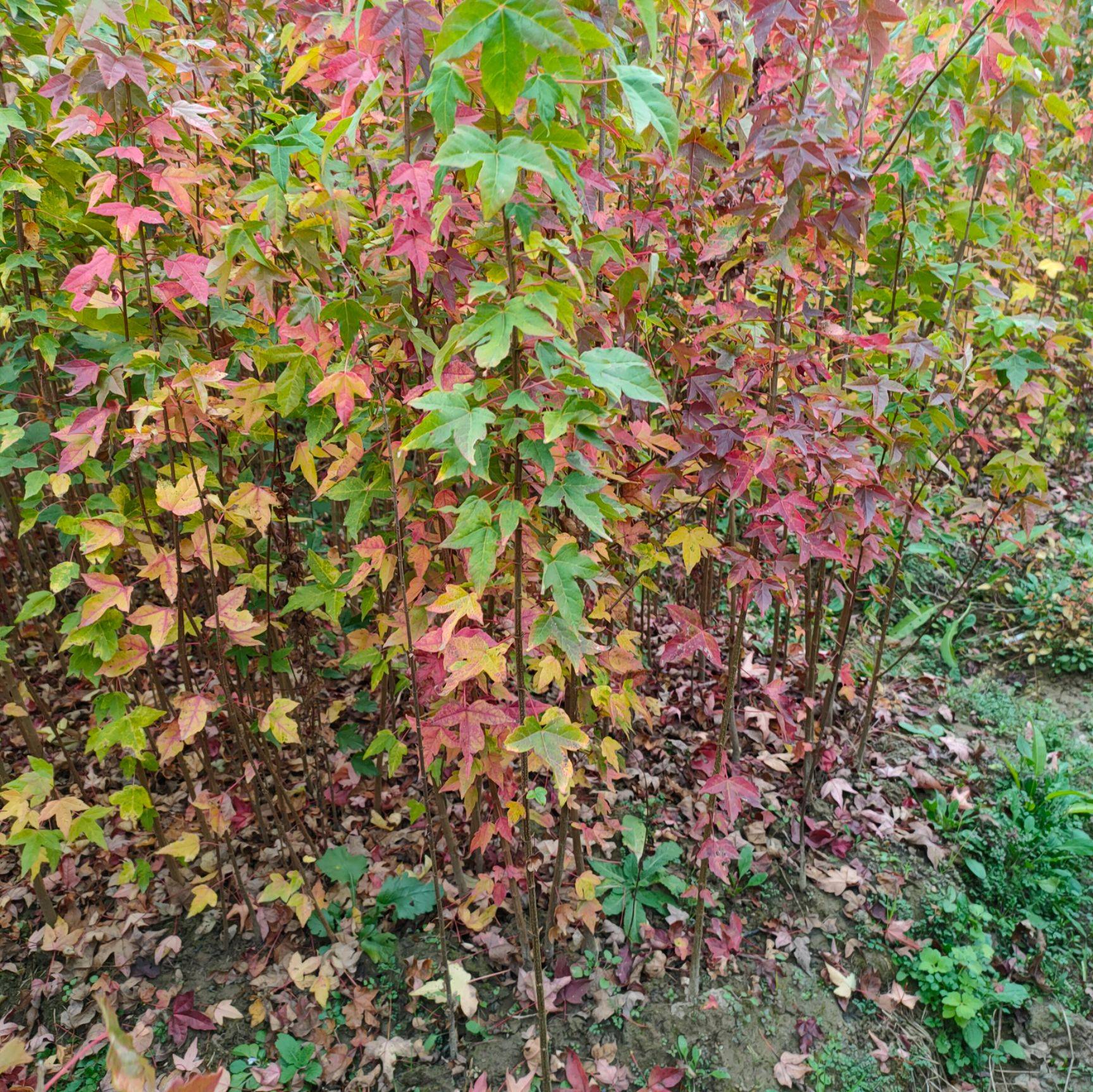  九江苗圃基地大量批发三角枫小苗，0.5－2公分三角枫小苗基地