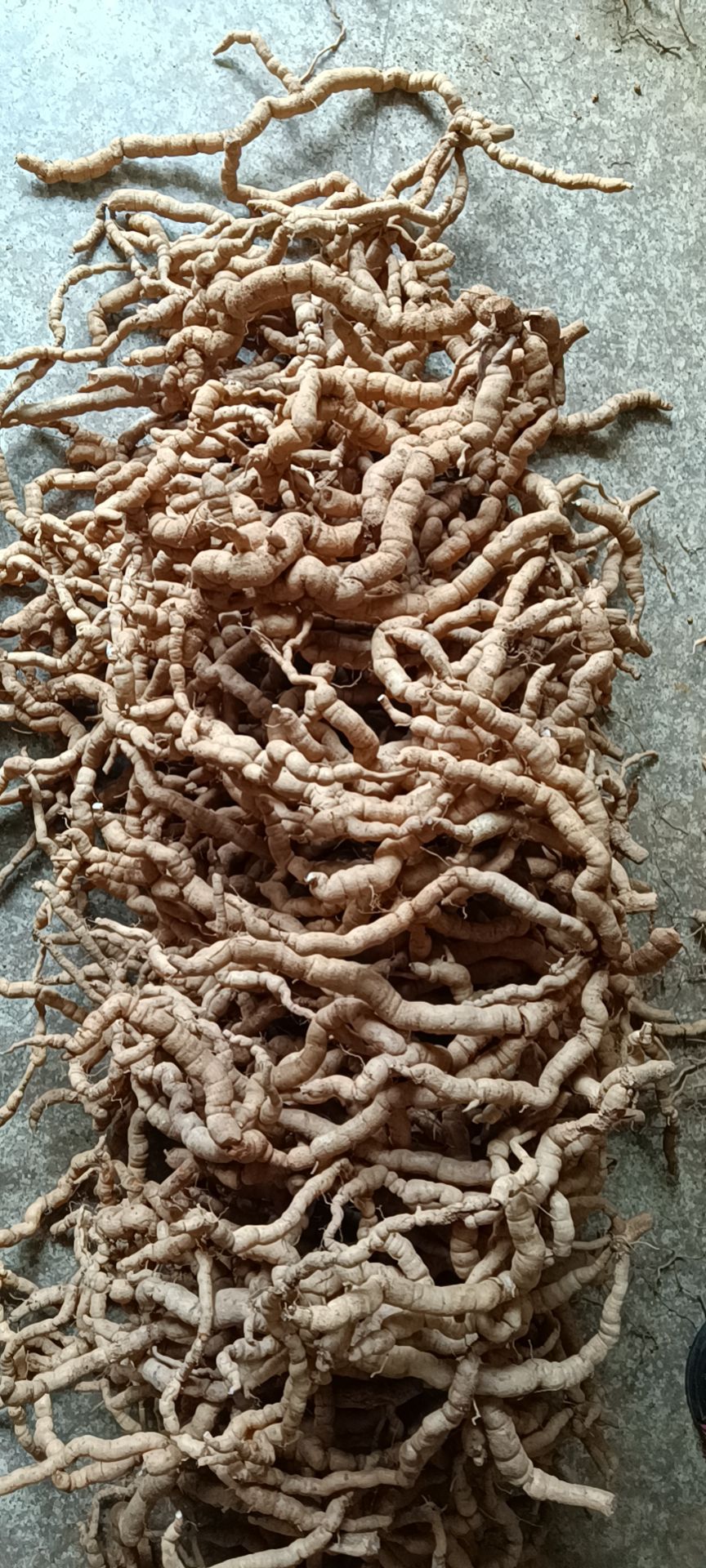 剪好毛须老巴戟