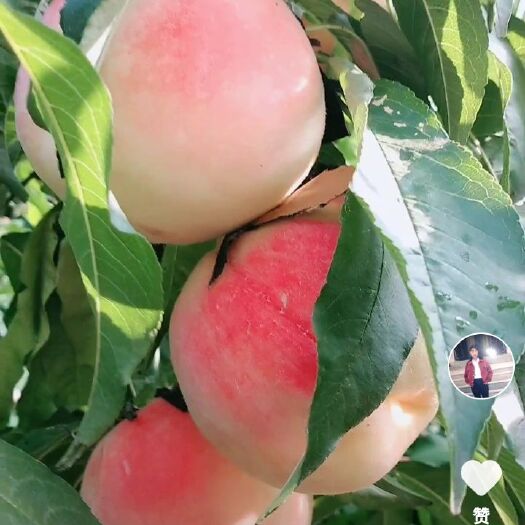 清丰县永莲蜜桃 自家种的蜜桃，剂，又大又软，鲜甜可口。