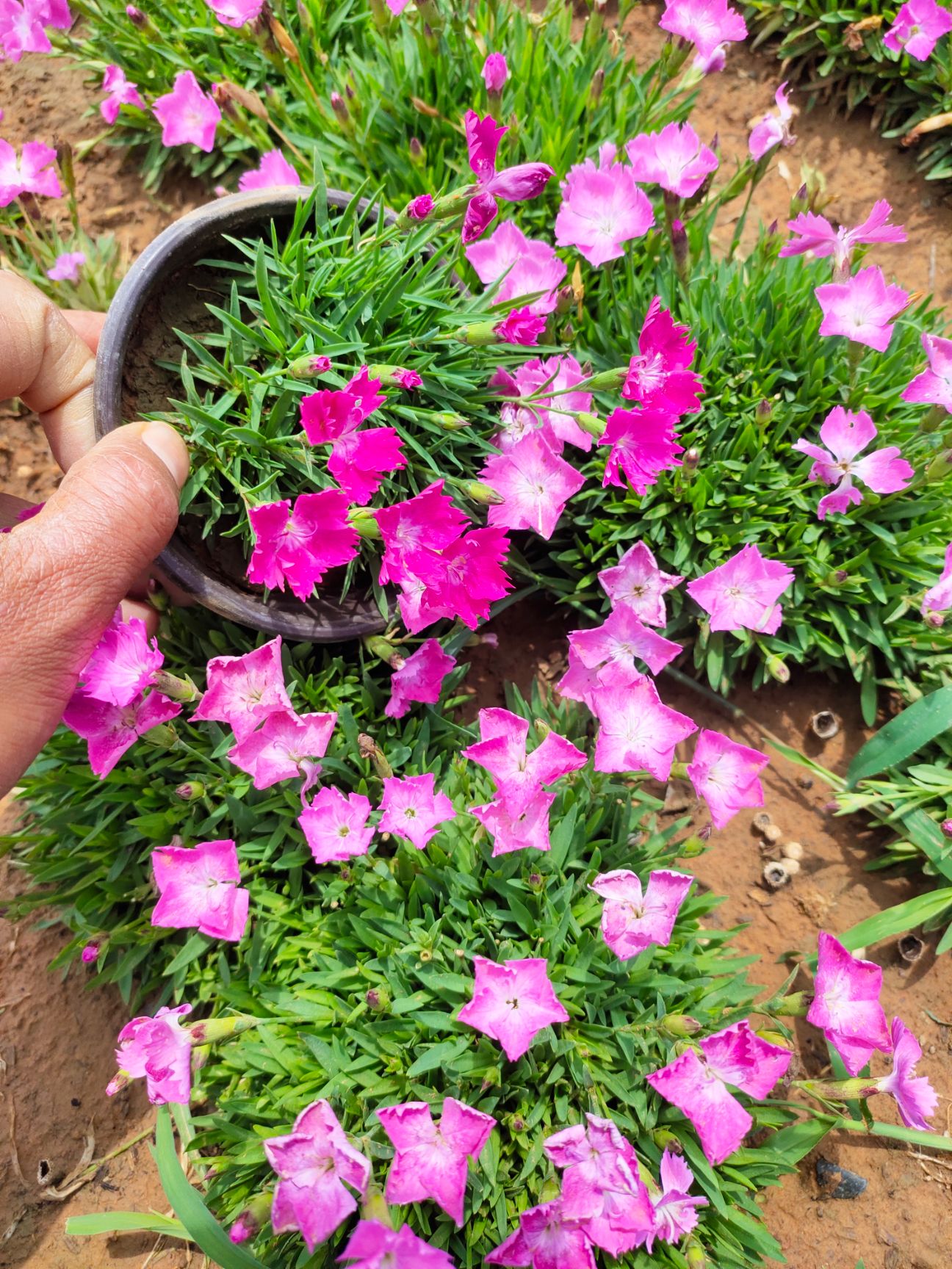 双色盆欧石竹 欧石竹产地 大杯欧石竹 欧石竹价格 花期长的花