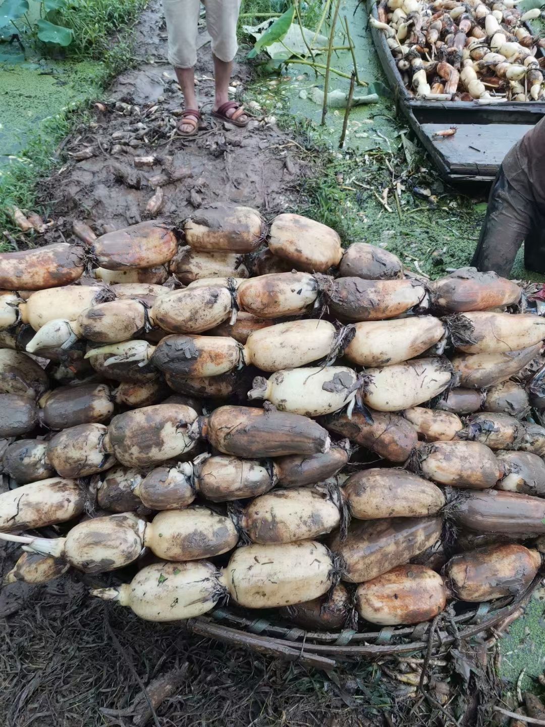 粉藕  洪湖莲藕5斤装电商一件代发