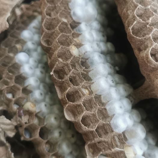 马蜂蛹 马蜂  纯的  高蛋白