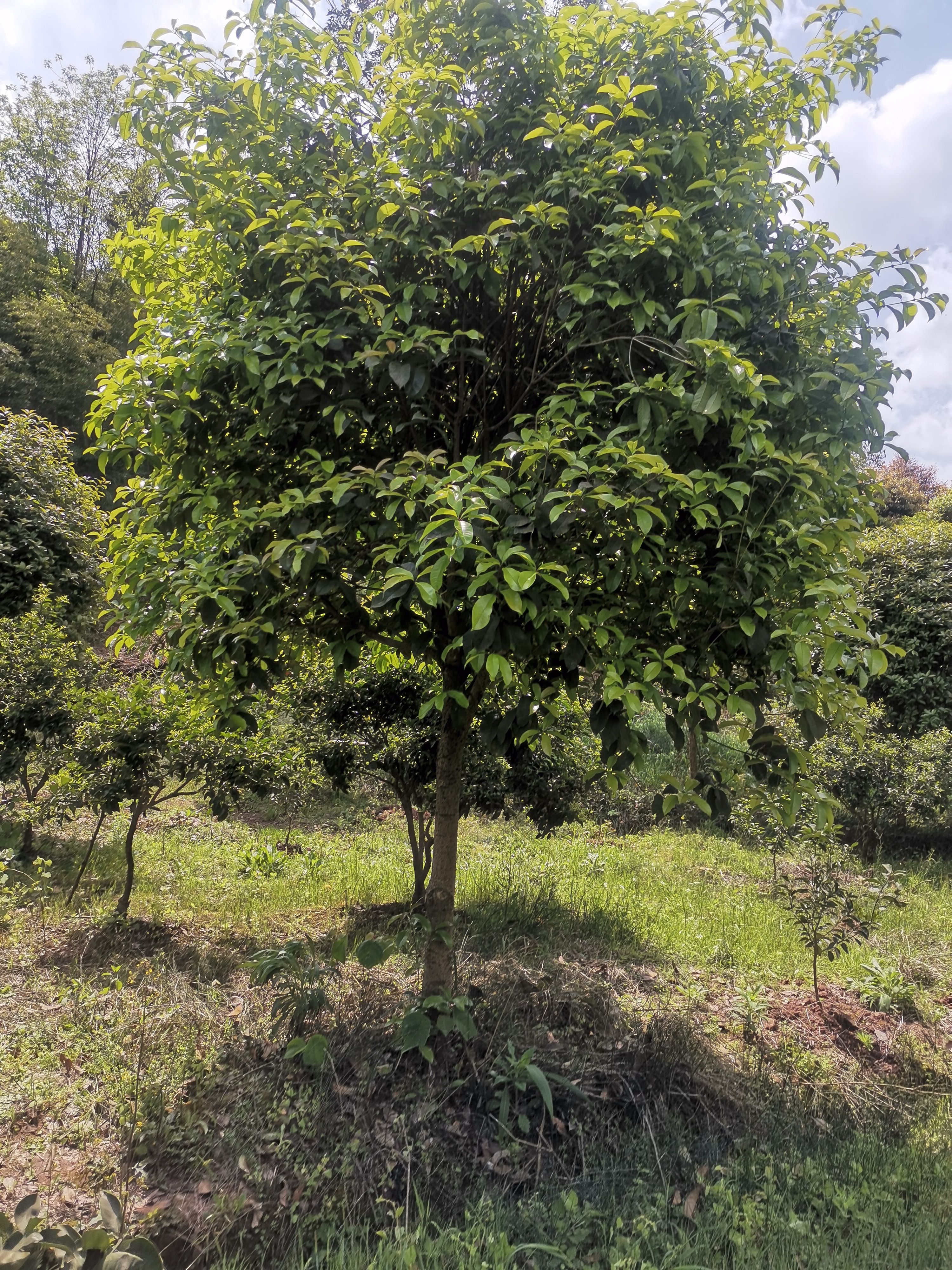 八月桂  桂花树、绿化苗找我亏本处理。