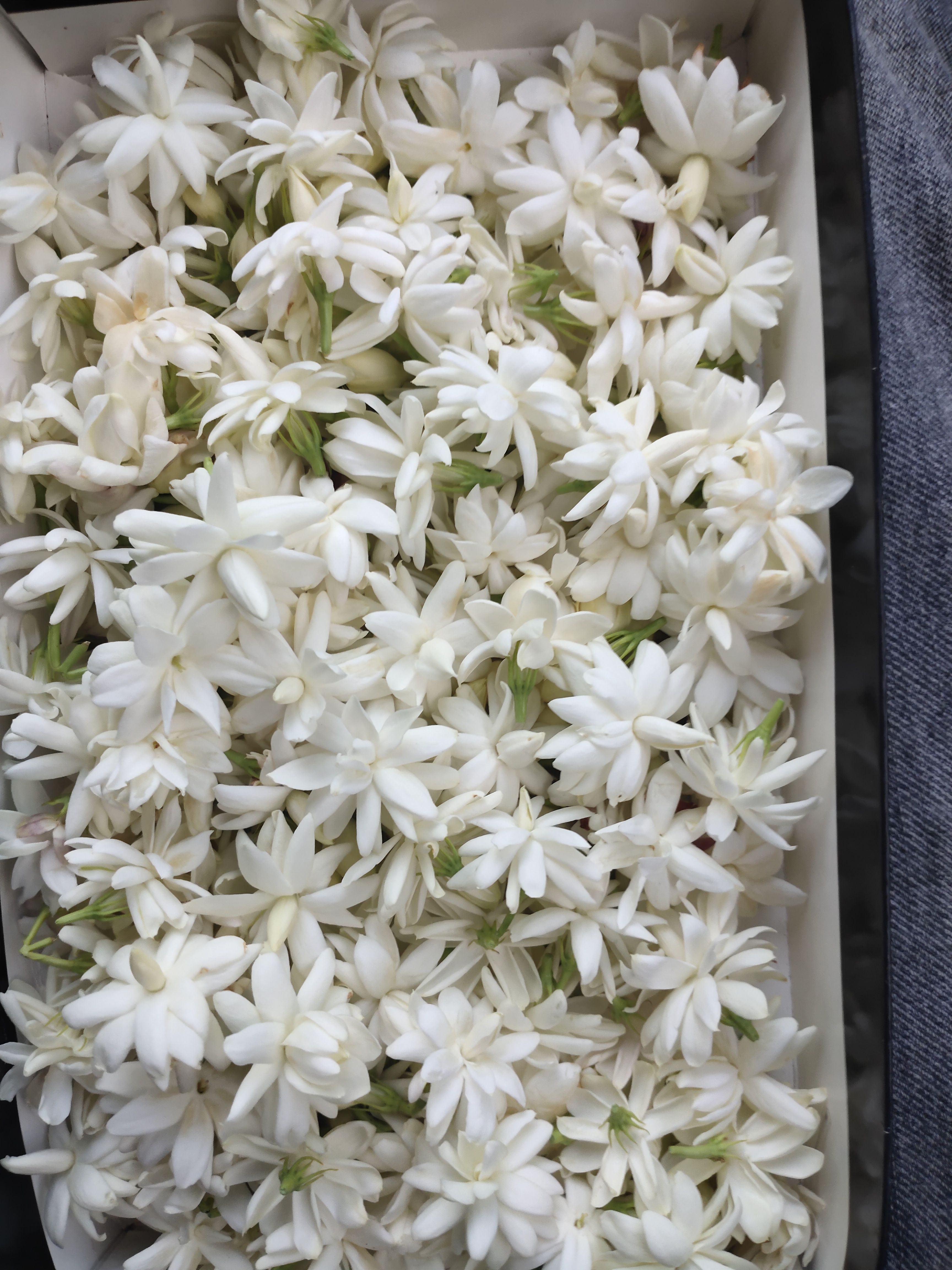 重瓣笔尖  新品种笔尖茉莉