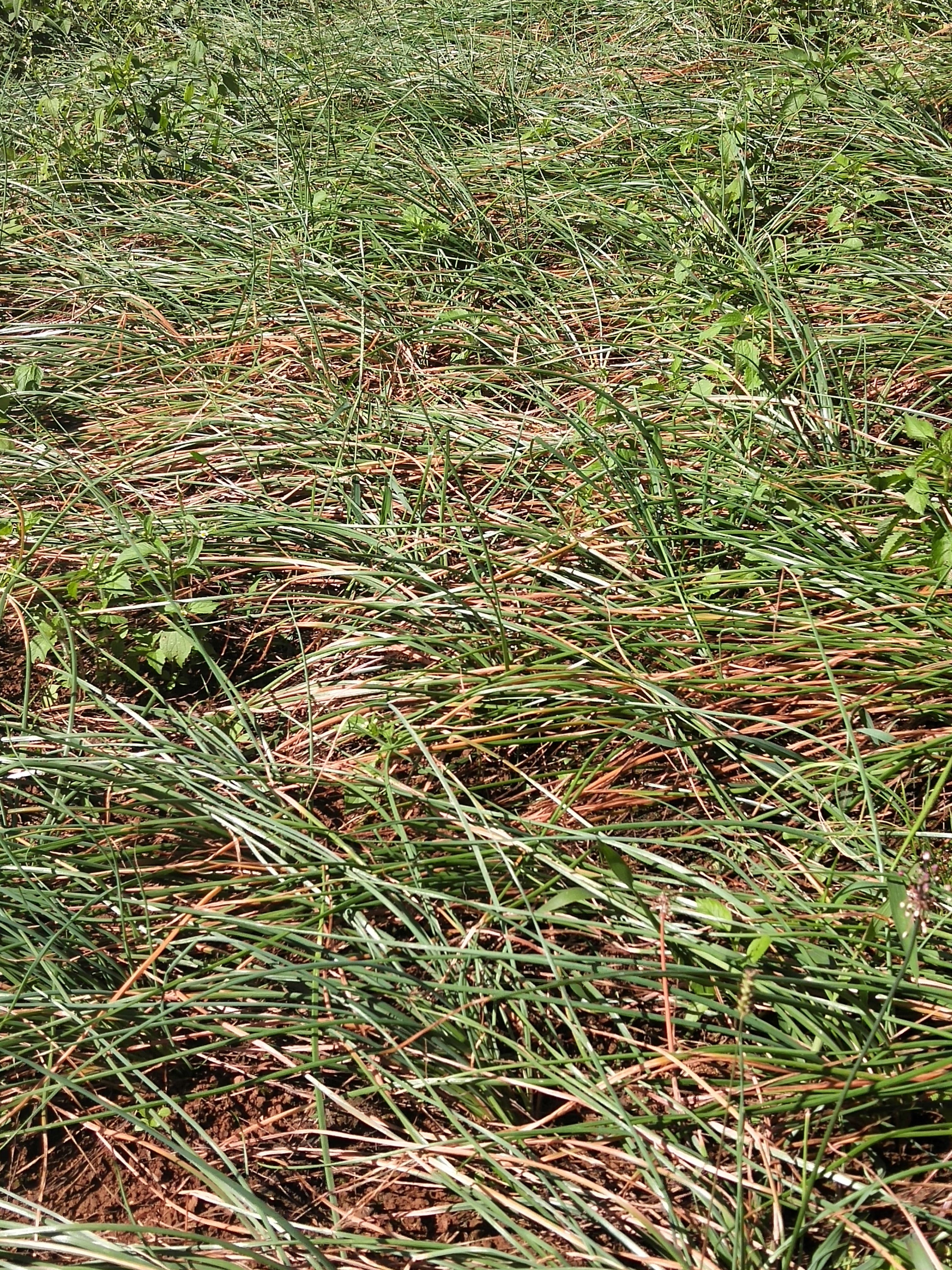  生长在海拔2000多米的云南藠头有大量现货现挖欢迎来购