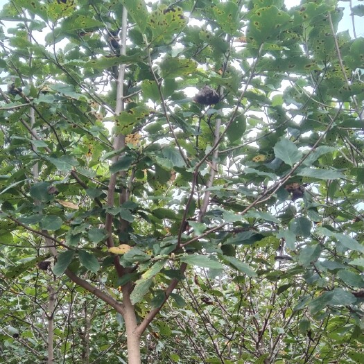 九江 3－5公分紫玉兰大量出售，九江紫玉兰基地自产自销，精品紫玉兰