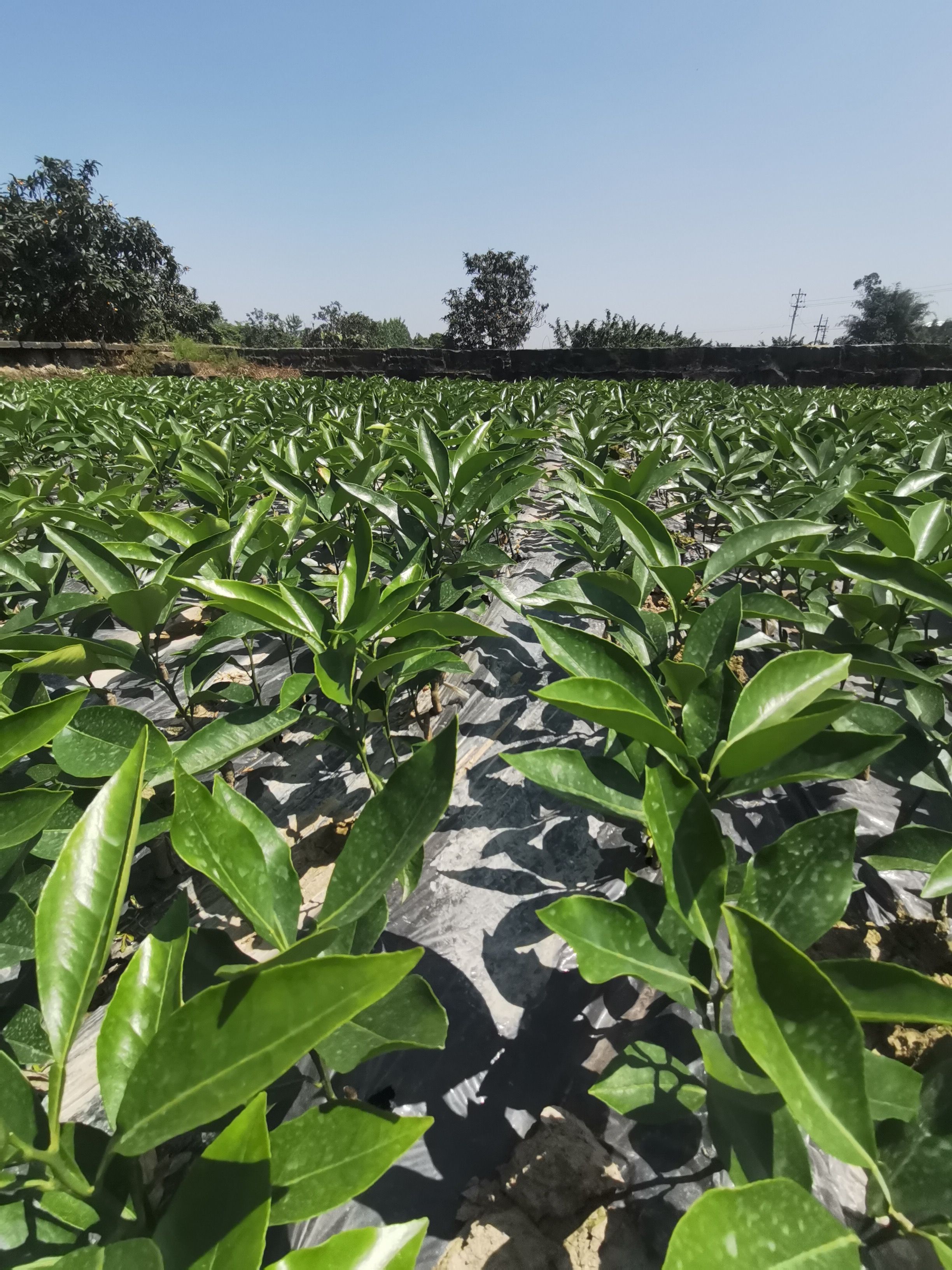 长叶香橙枝条，产地品种、放心购买。