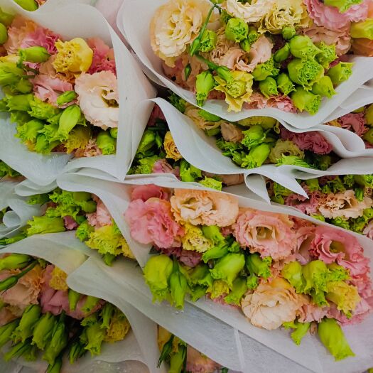 昆明洋桔梗切花  昆明洋桔梗鲜切花美观基地直销量大优惠