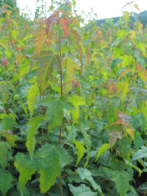  九江苗圃基地大量批发三角枫小苗，0.5－2公分三角枫小苗基地