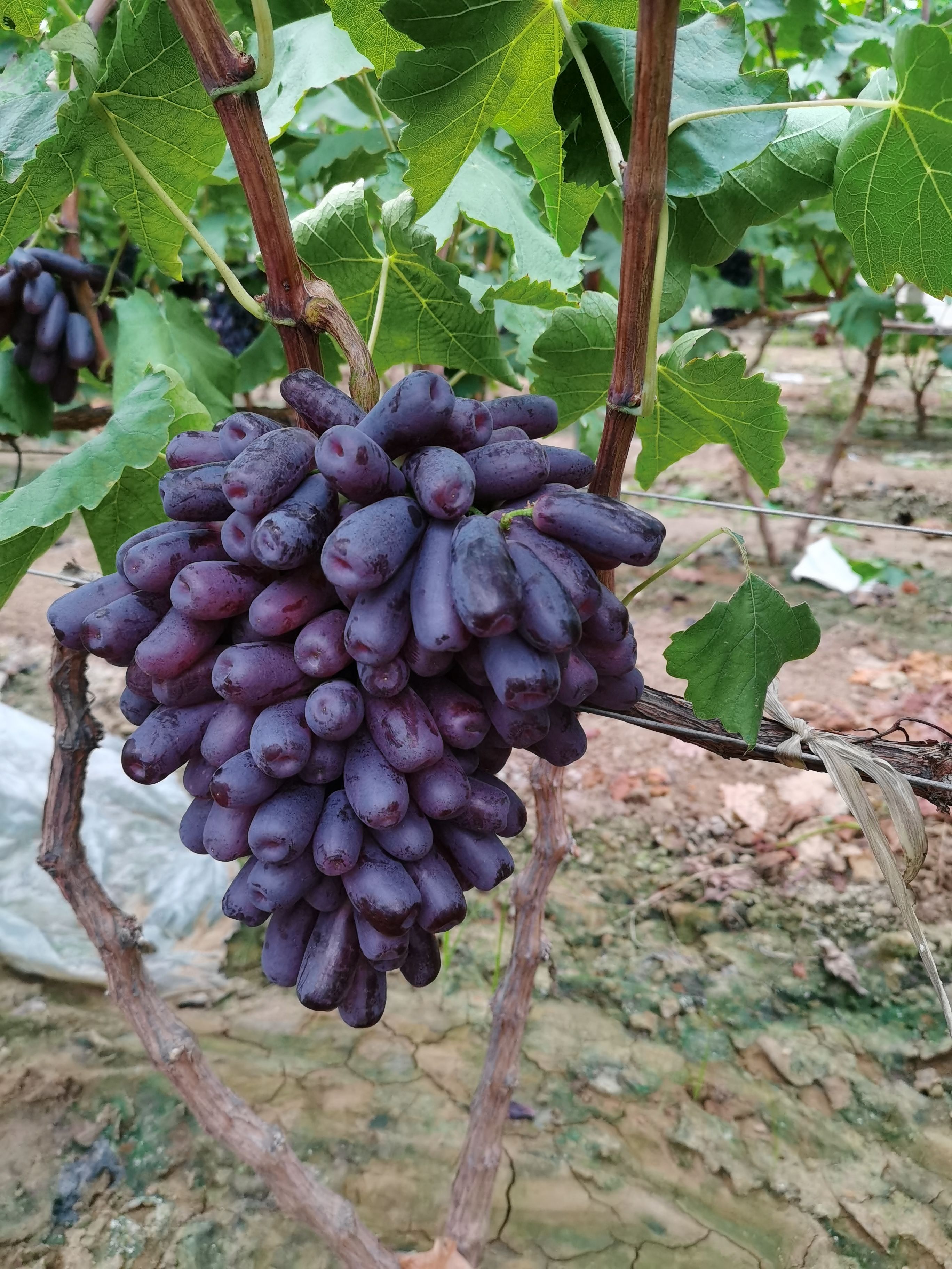 蓝宝石葡萄 葡萄