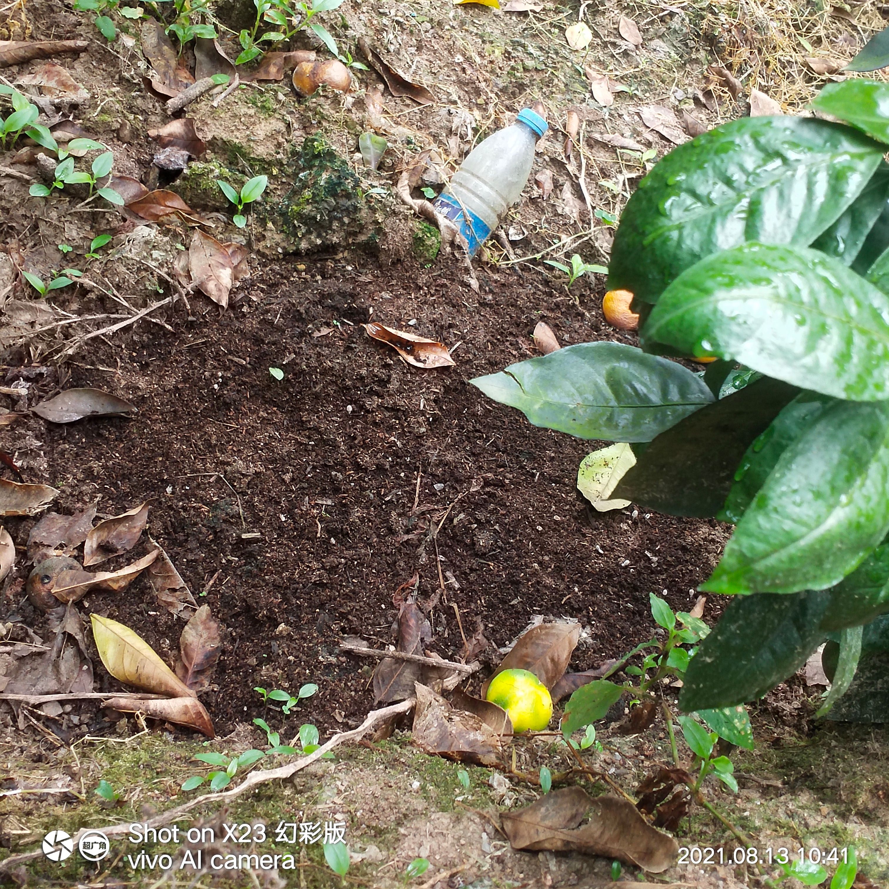 贵州特早无籽蜜桔5斤青皮薄皮现摘现发新鲜桔橘包邮