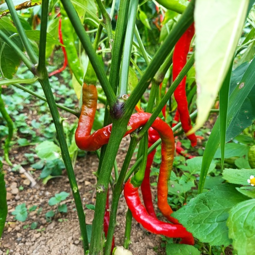 大方县皱皮椒  贵州大方皱椒辣椒线椒种植基地批发零售