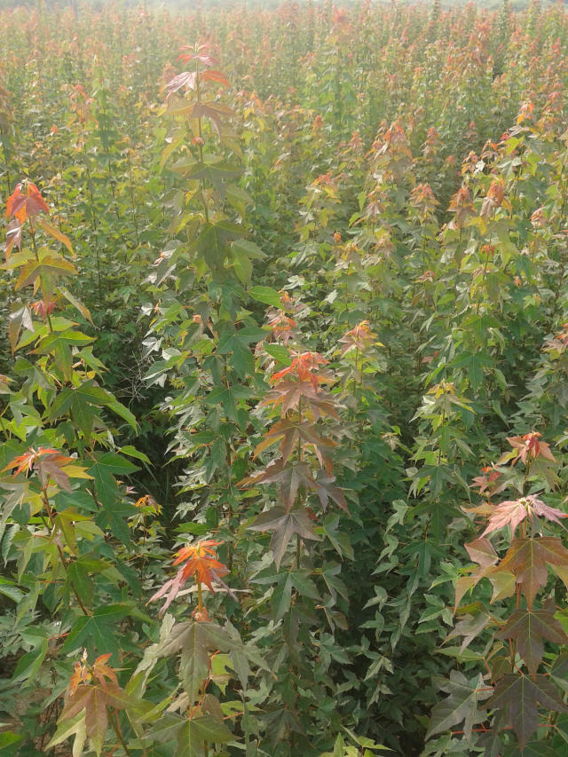  九江苗圃基地大量批发三角枫小苗，0.5－2公分三角枫小苗基地