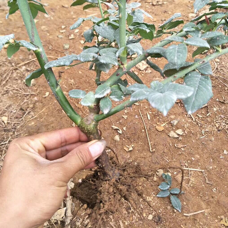 红玫瑰  玫瑰大苗 老桩月季花种苗 绿化工程苗 盆栽苗 卡罗