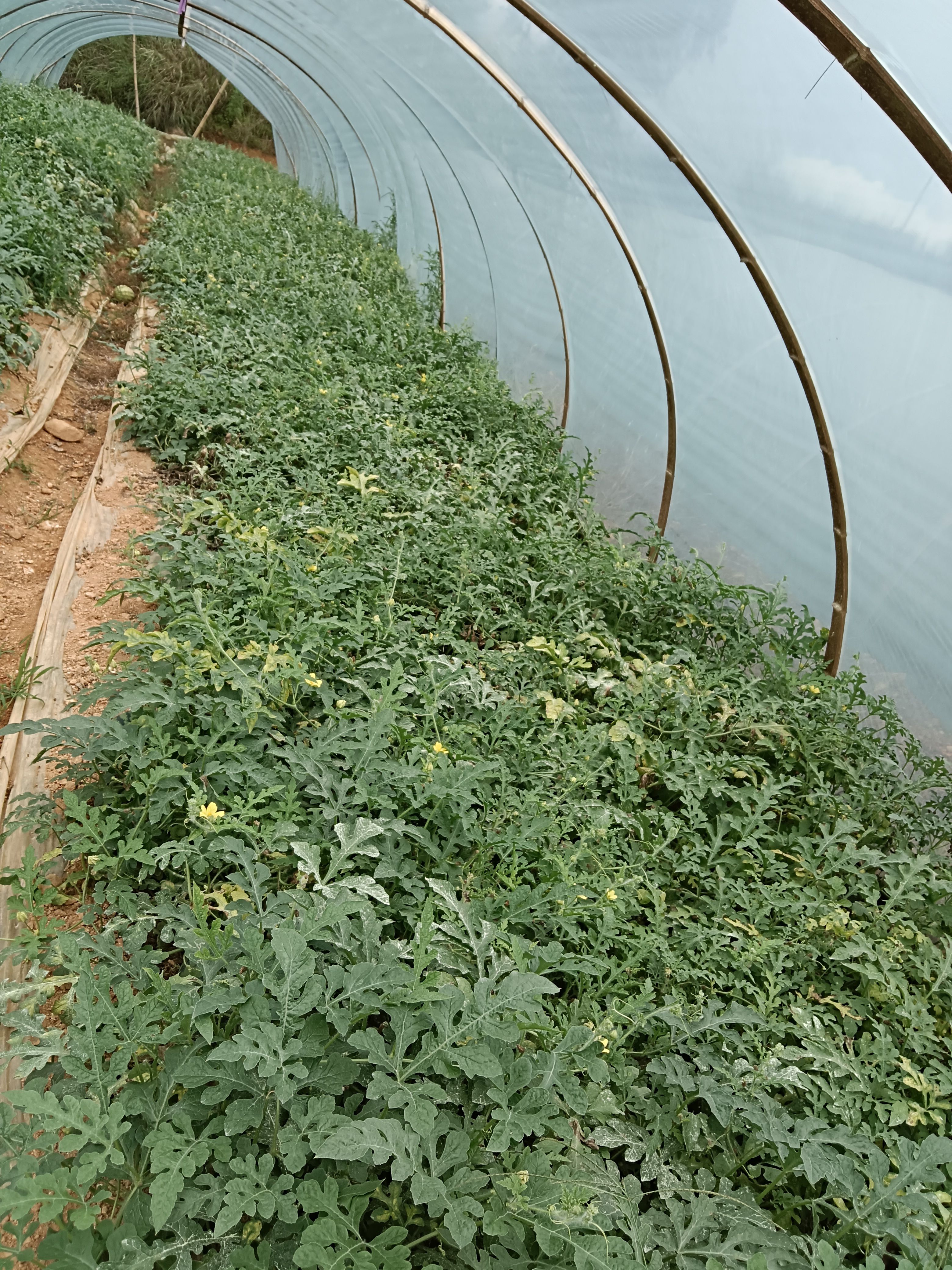 美都西瓜 嫁接美都，5斤打底，一吨起批。1.3元一公斤