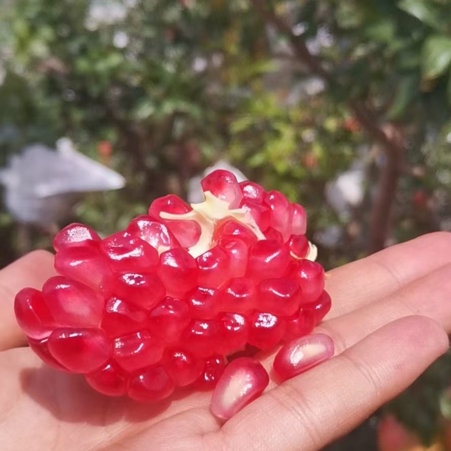 突尼斯软籽石榴 四川省凉山彝族自治州会理县 