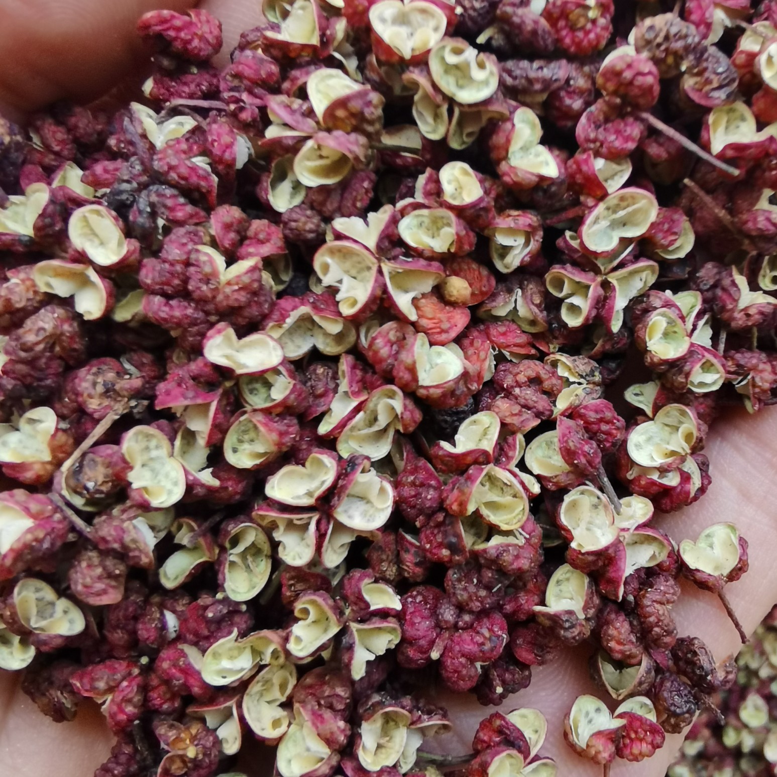 红花椒  正 宗茂汶花椒 头子  特 级 一级普货