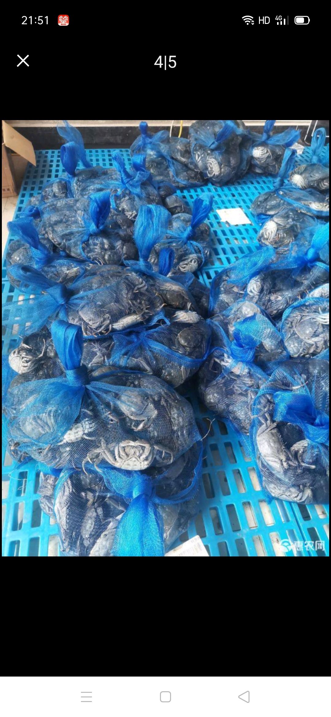 稻田蟹  七里海永顺水产养殖