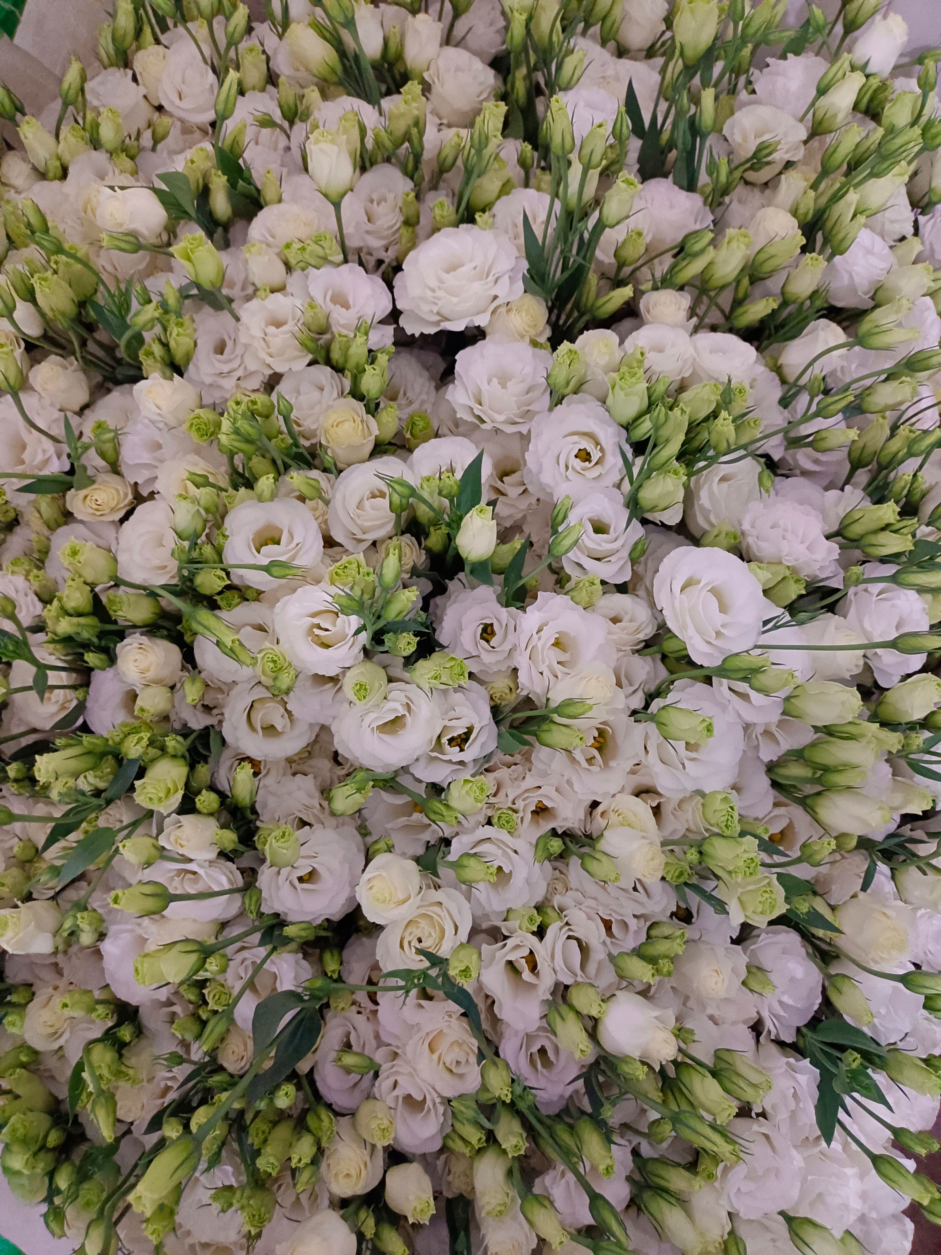 洋桔梗切花  昆明洋桔梗鲜切花美观基地直销量大优惠