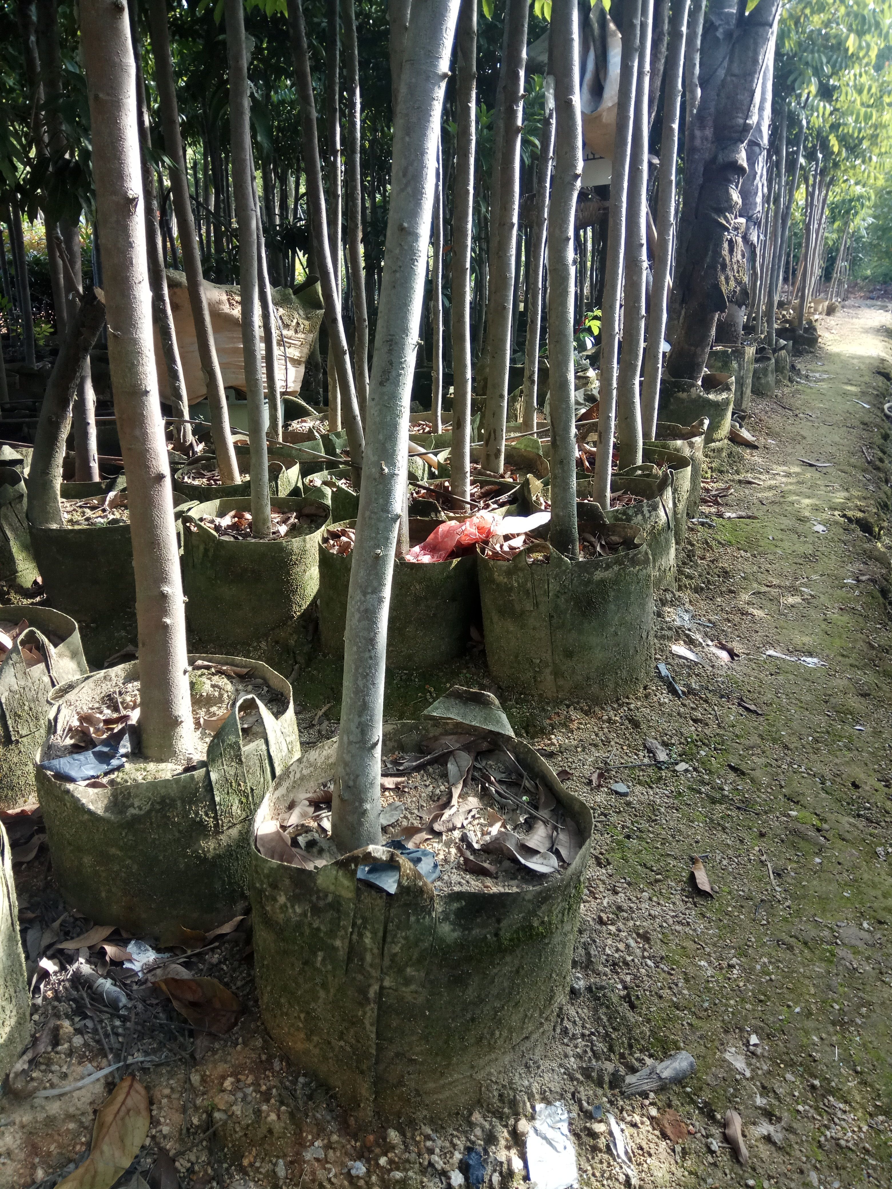 青橄榄苗  潮汕三棱橄榄乌袋白布袋