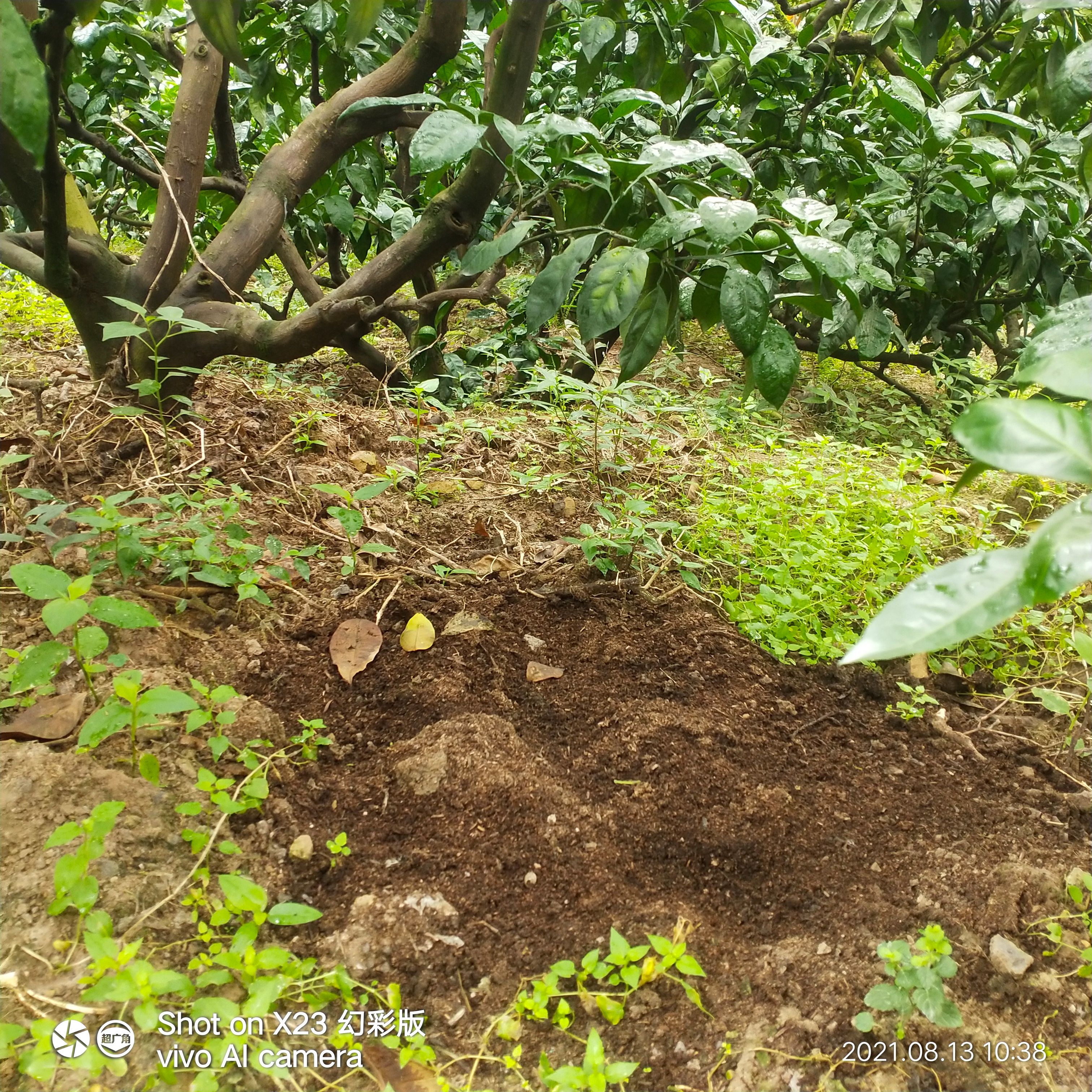 贵州特早无籽蜜桔5斤青皮薄皮现摘现发新鲜桔橘包邮