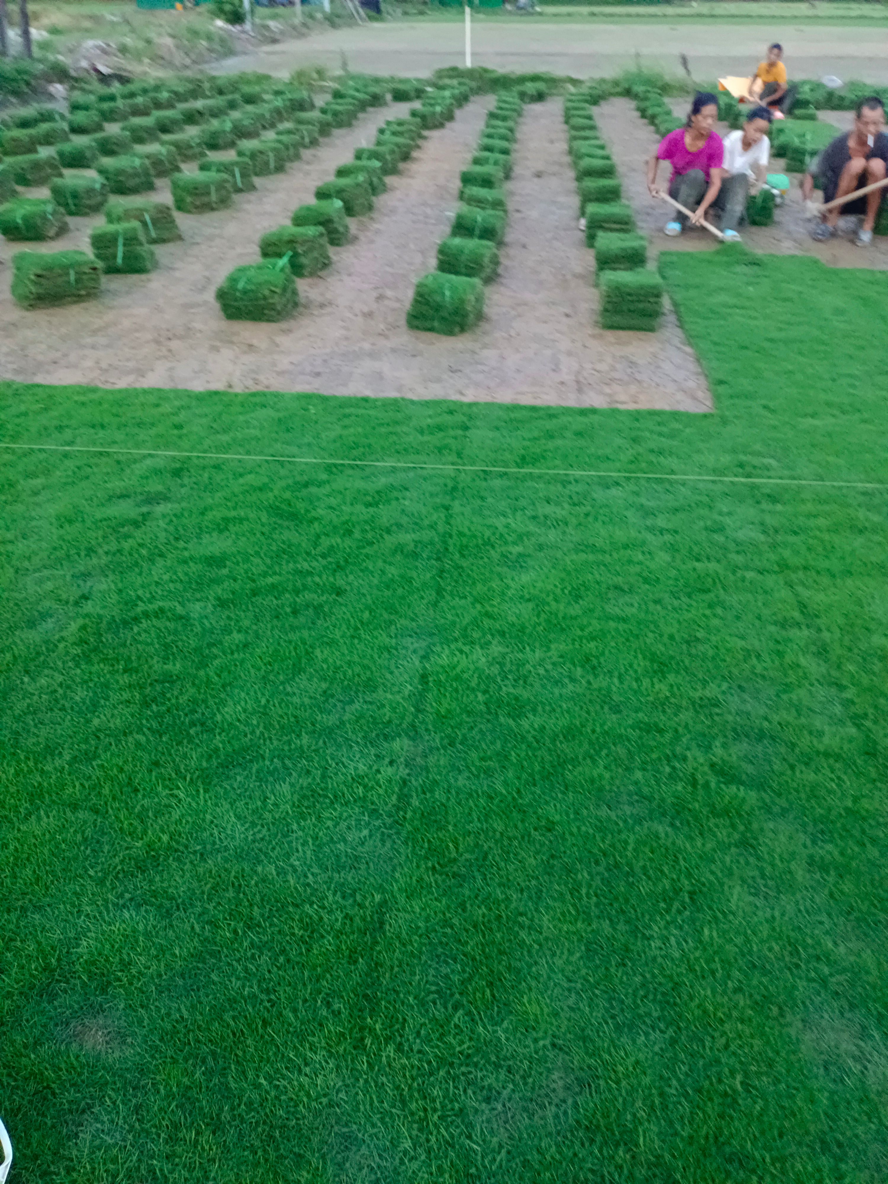 草马尼拉大叶油