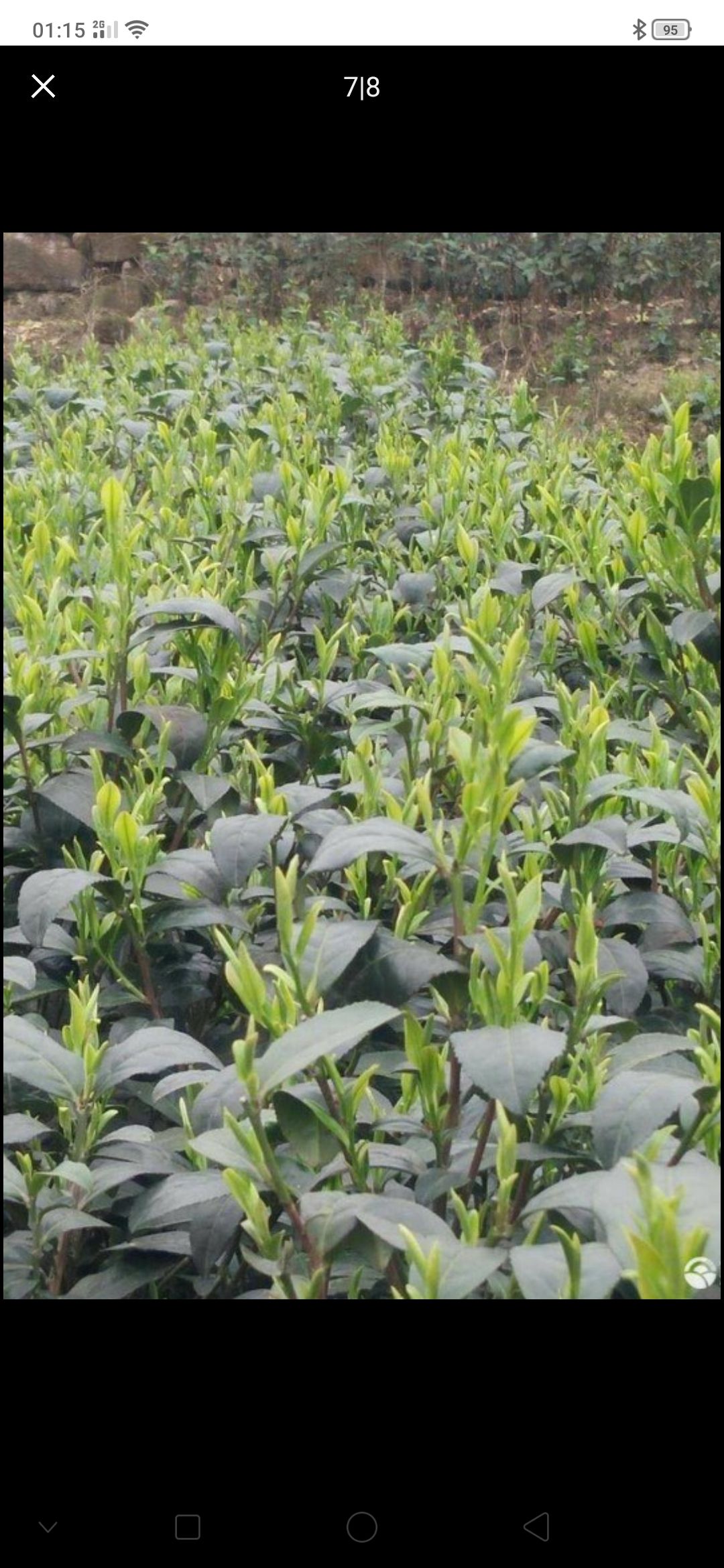 特早213  绿茶茶苗，长期采摘纯芽品种