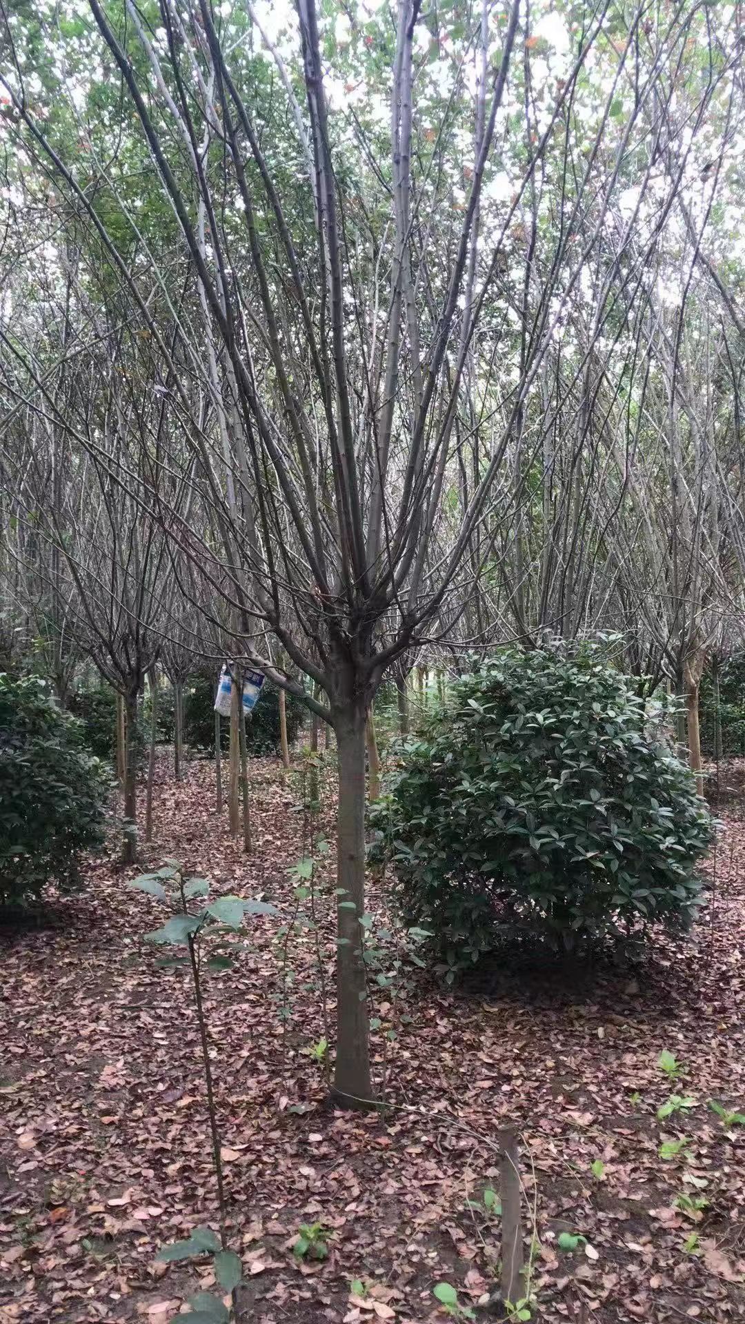 海棠 3~3.5米 10~12公分 12~14公分 2~3米 带土球发货 