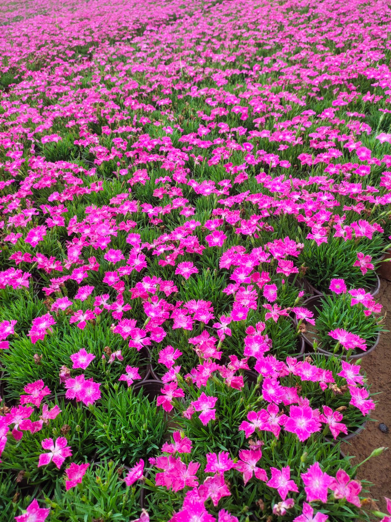 双色盆欧石竹 欧石竹产地 大杯欧石竹 欧石竹价格 花期长的花