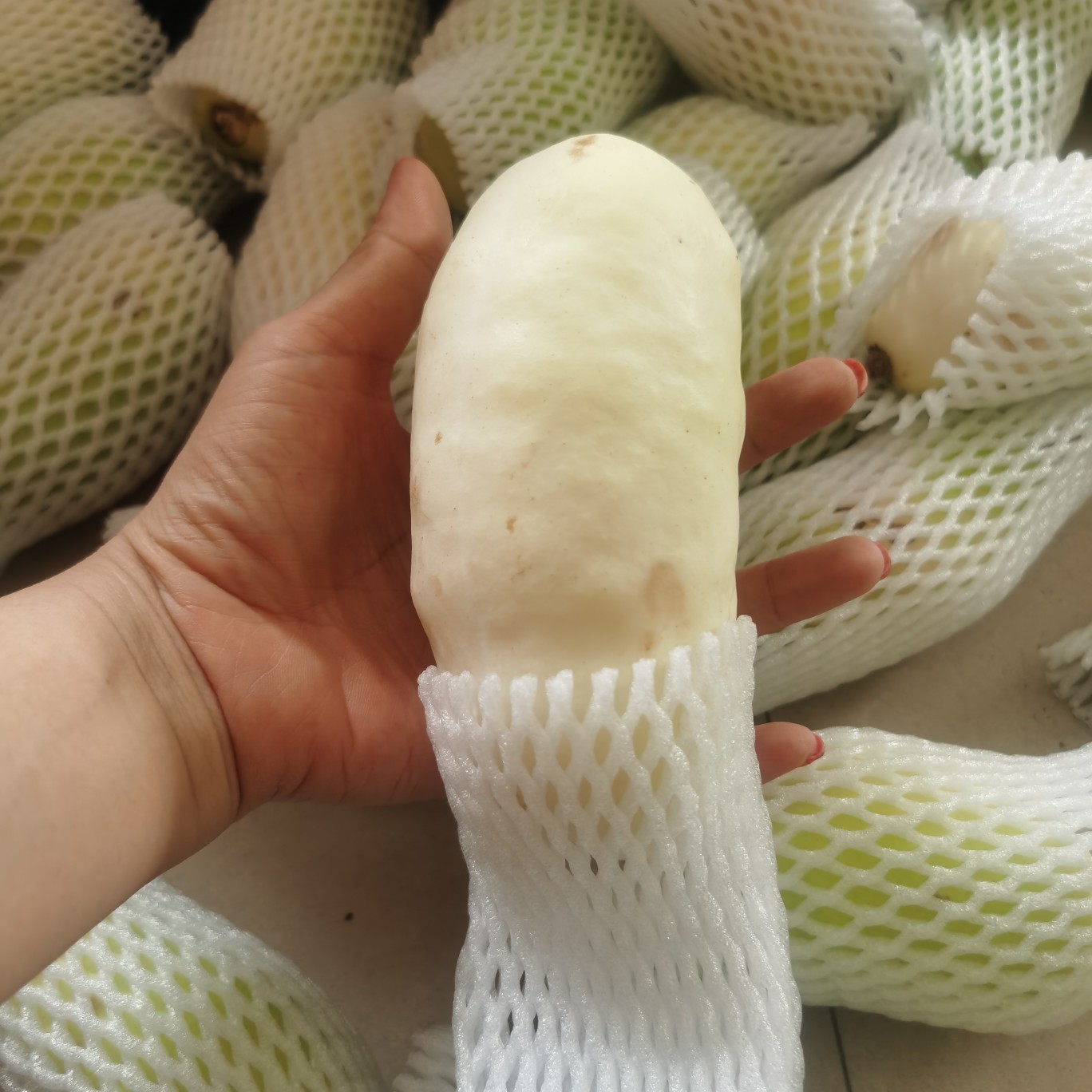 八月瓜 广西壮族自治区贺州市富川瑶族自治县 木色 