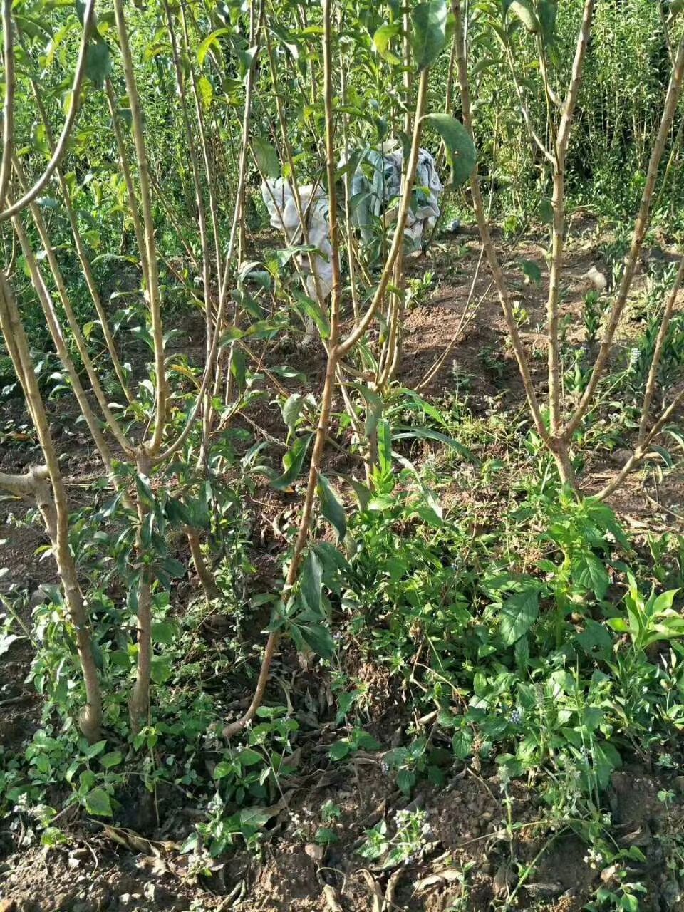 蜂糖李树苗  蜂糖李苗直生苗嫁接苗四月李苗