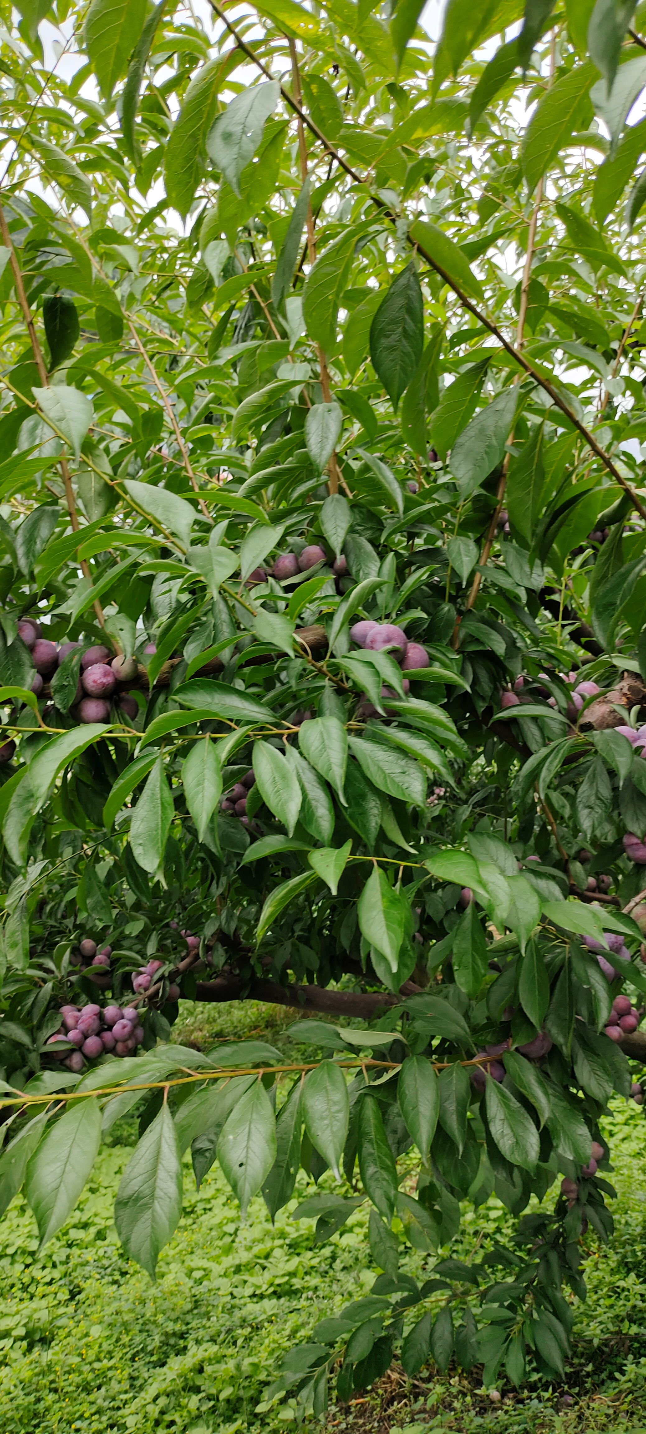 茂县脆红李