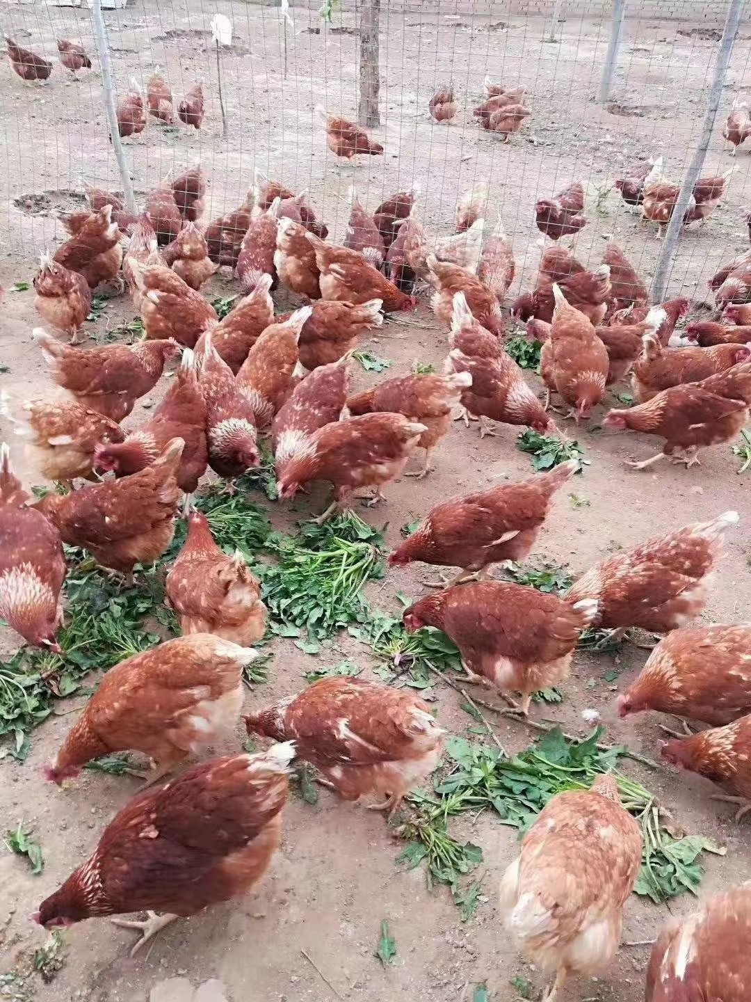 海兰褐蛋鸡苗，产蛋王，孵化厂直供，包运费，