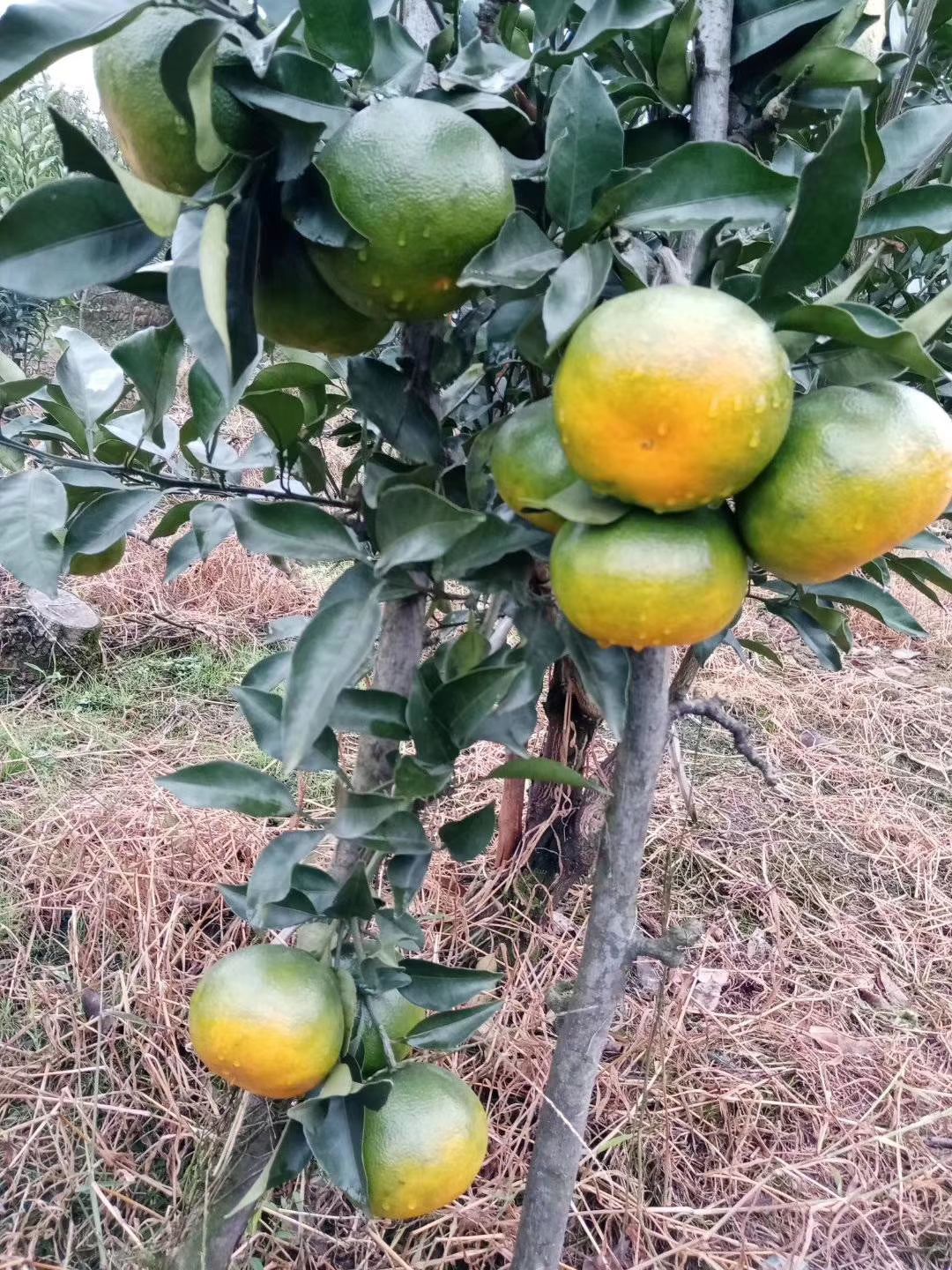 明日见柑橘苗明日旺柑橘苗新品种签合同